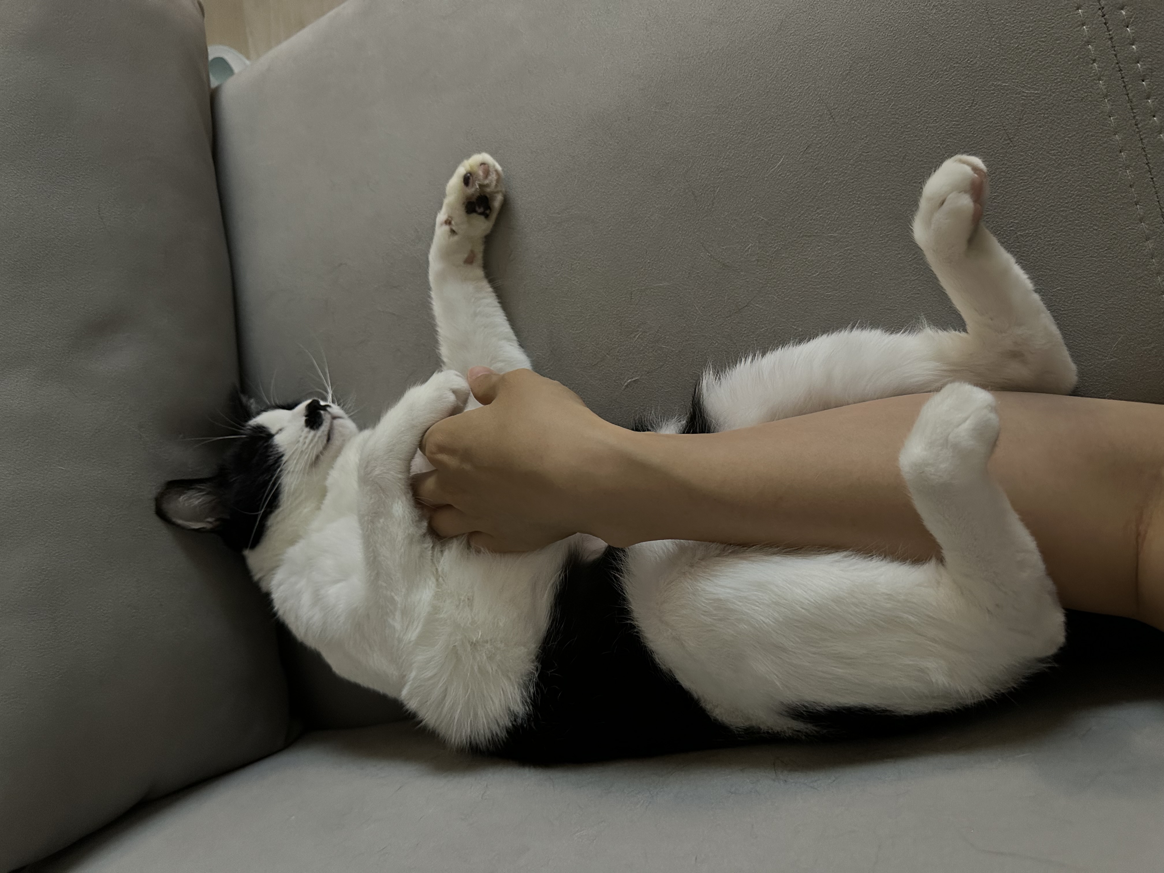 종 분류 잘못된 "민트" 입양 3개월차