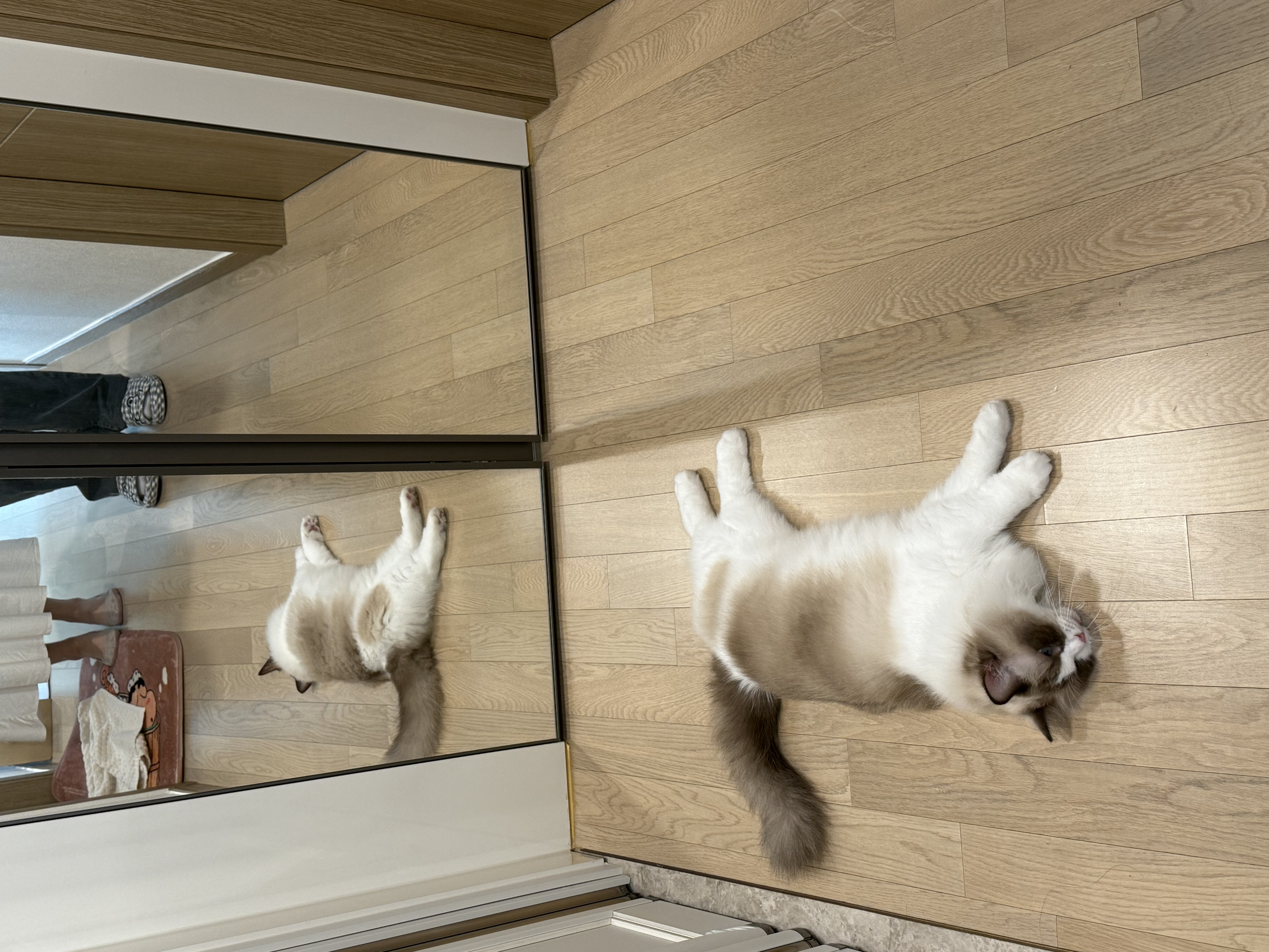 조금 늦은 모모(마찌) 입양 한달차 후기에요