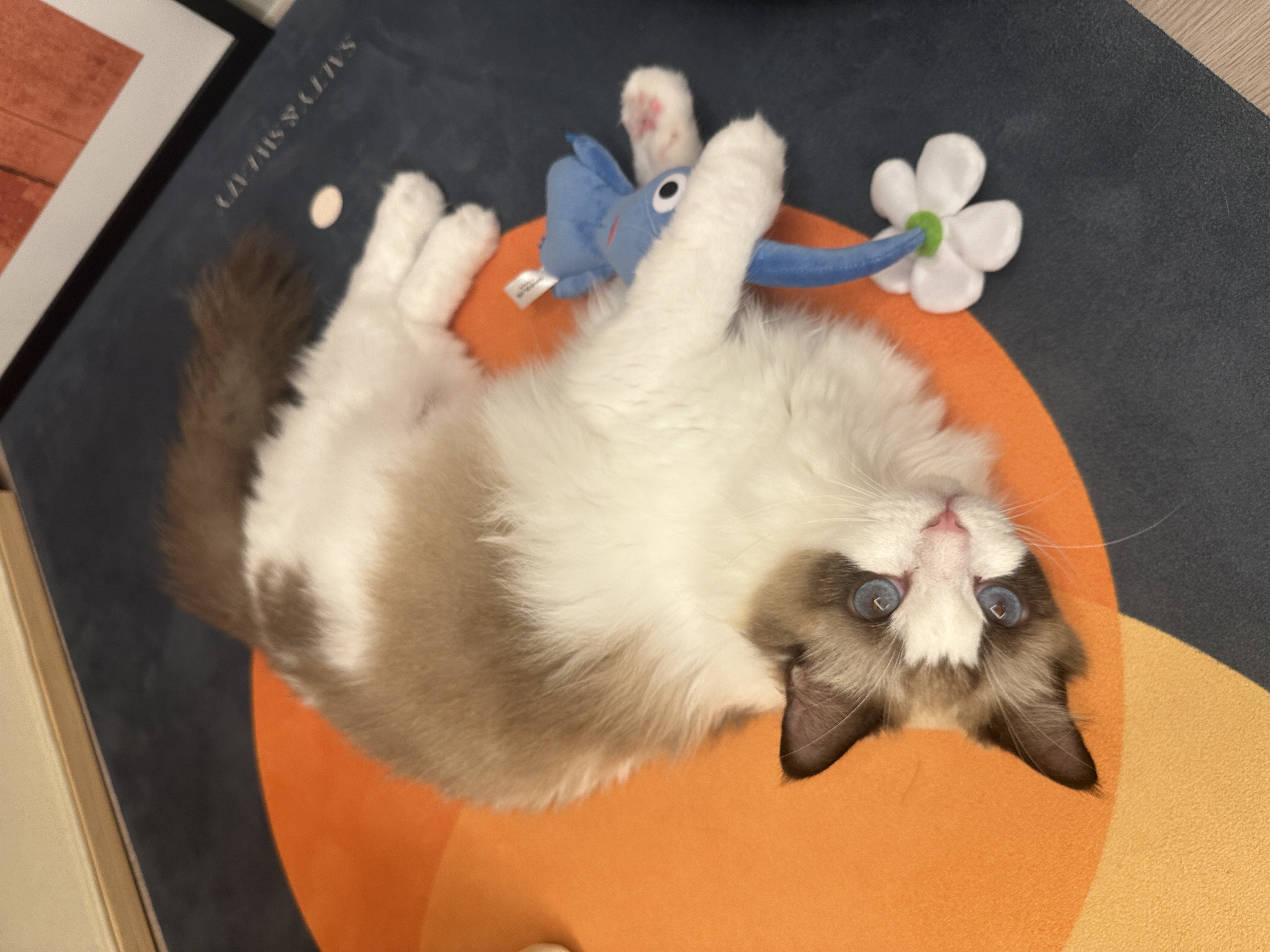 구 라푼젤 현 라라 1주일 입양기 feat. 현 샤샤 구 에리얼