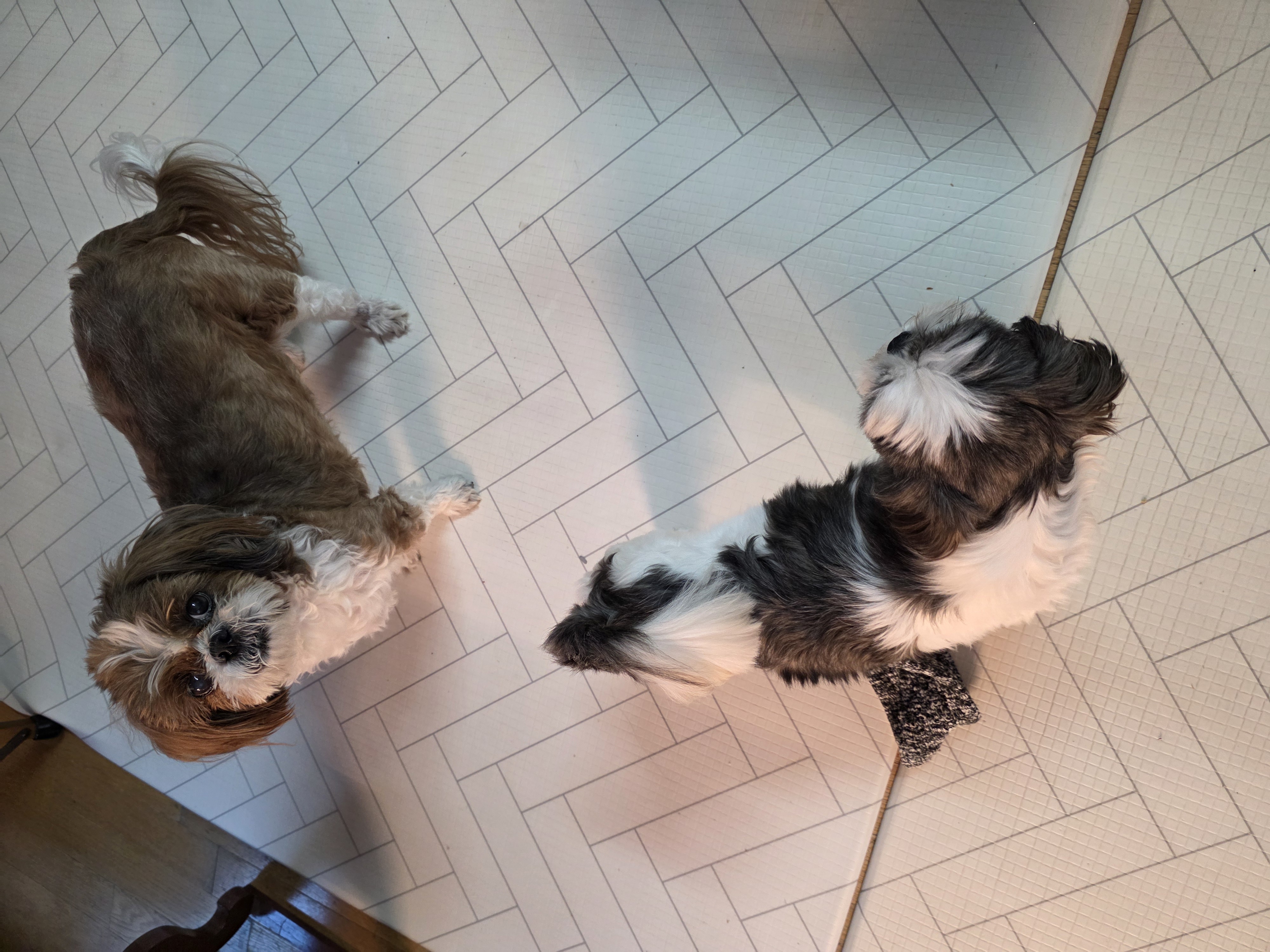 그래(입양 전 달바) 소식입니다^^