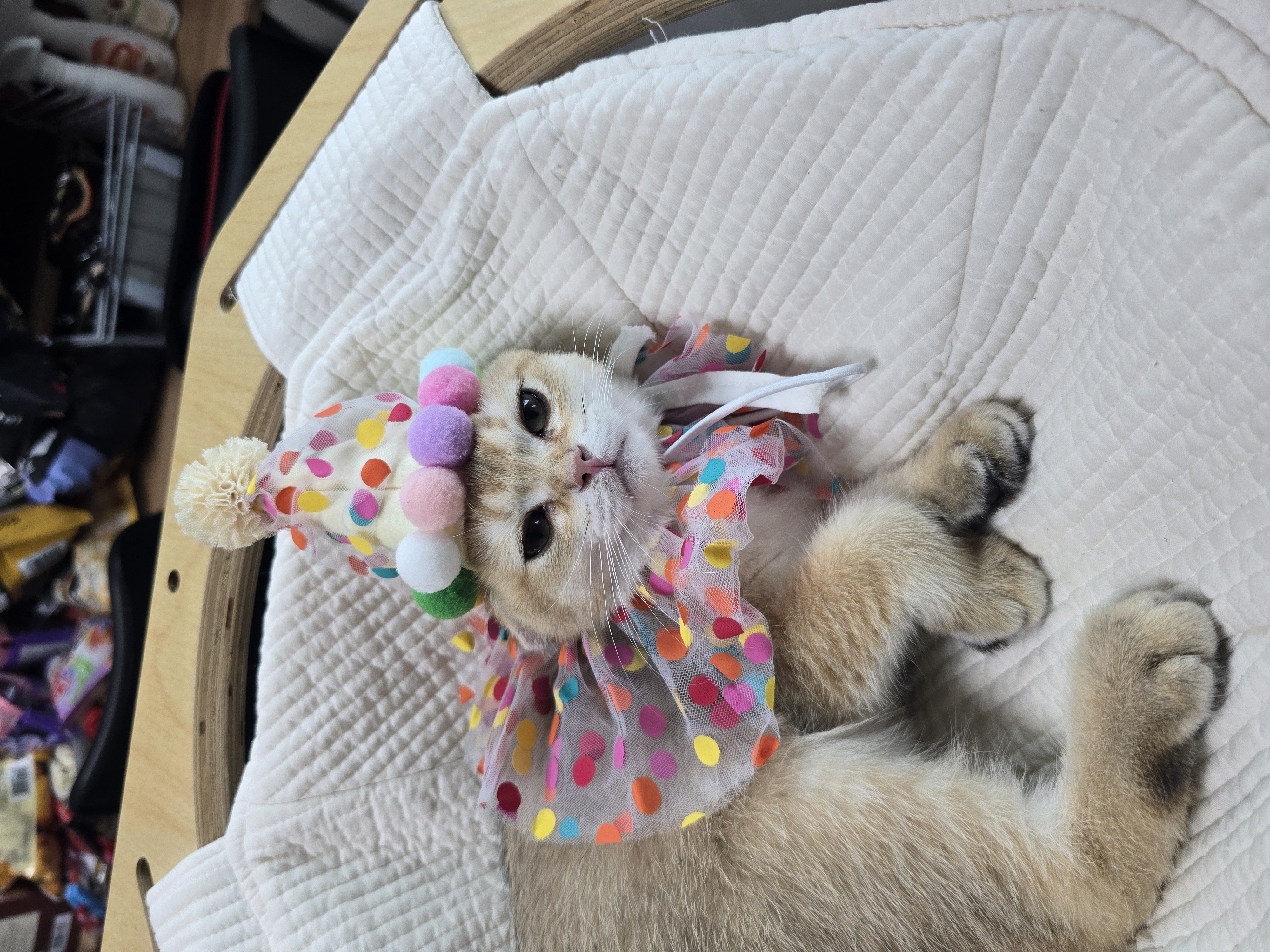 나나&무무(가필드&미가) 가족된지 한달