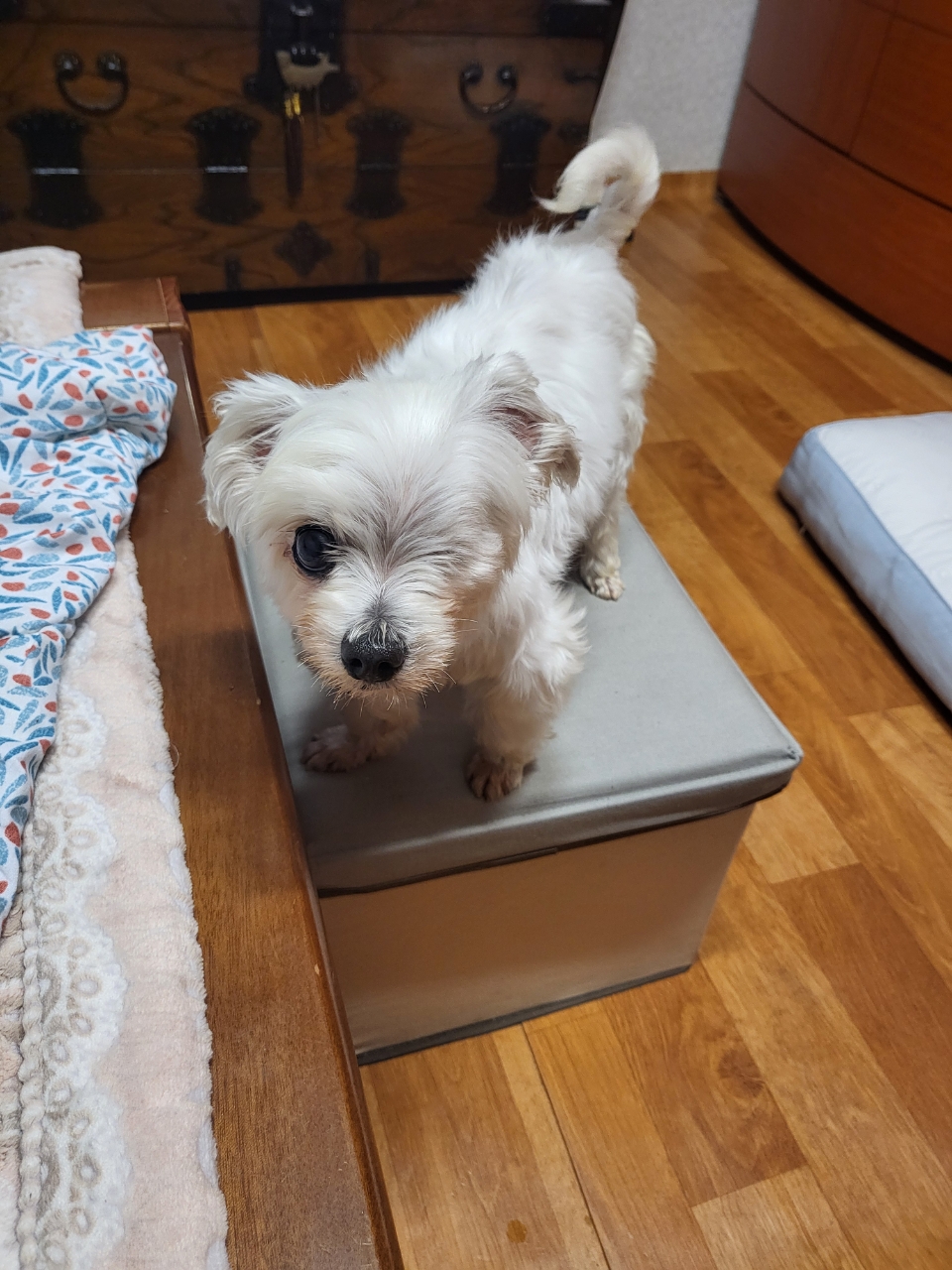 도담이(메리) 소식 올려요.