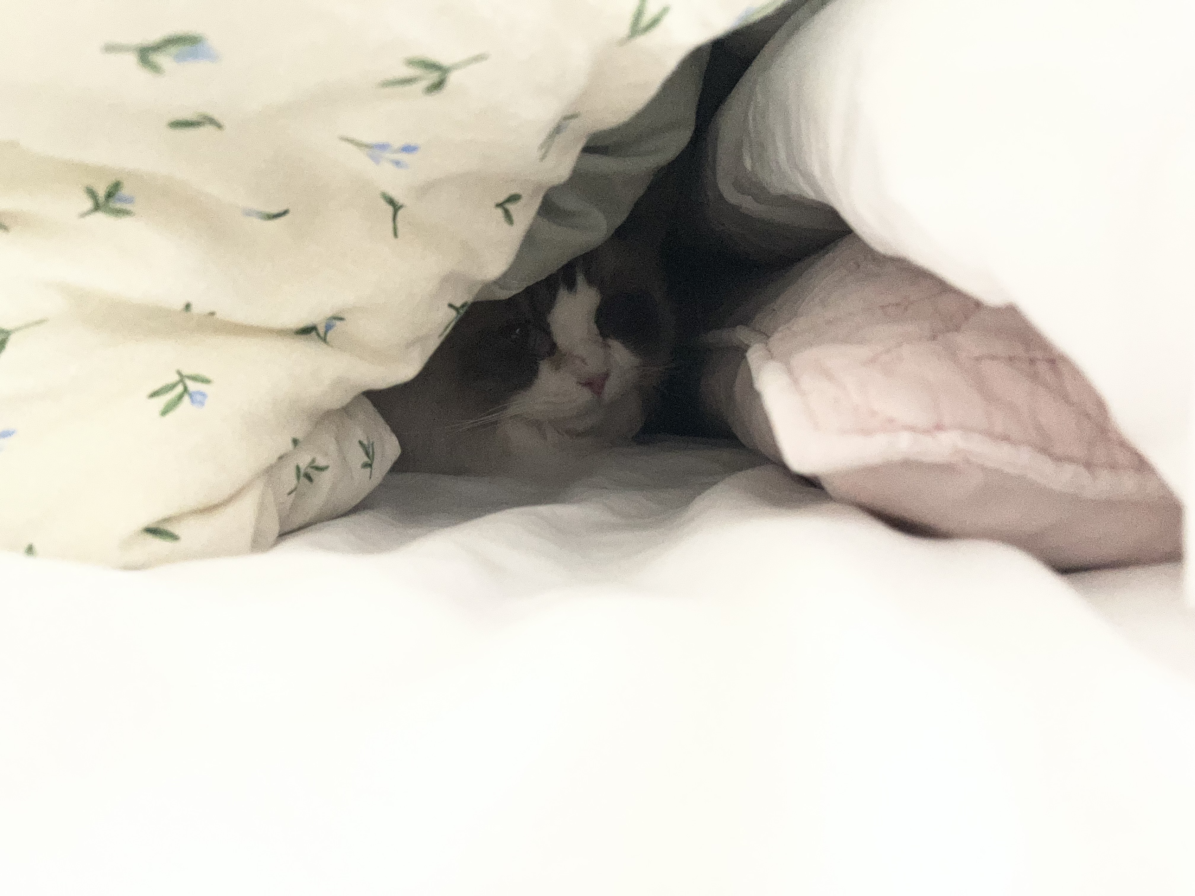 춘식(구 마루미) 1개월차