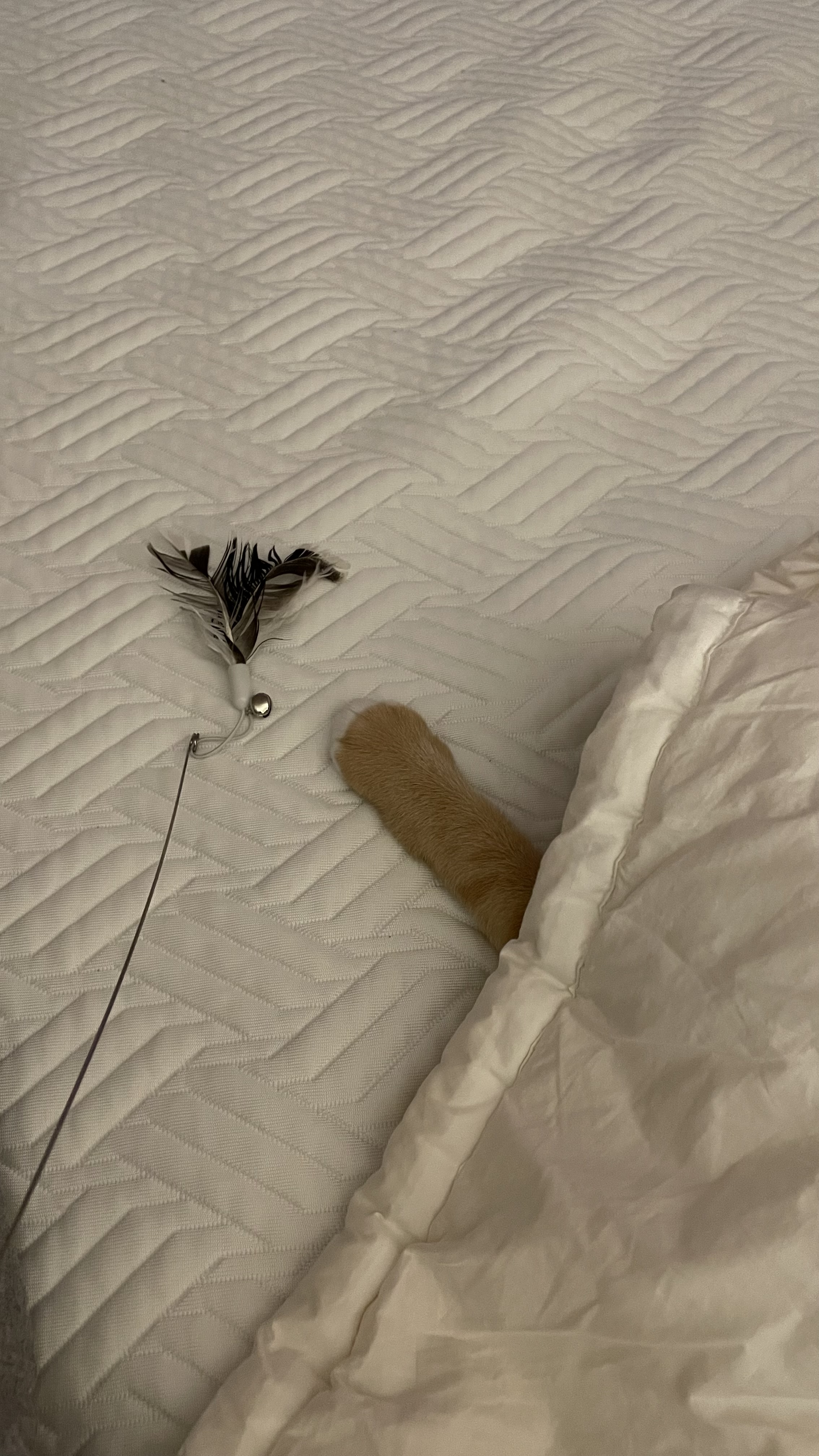 다해(현재 금비) 한달 후기