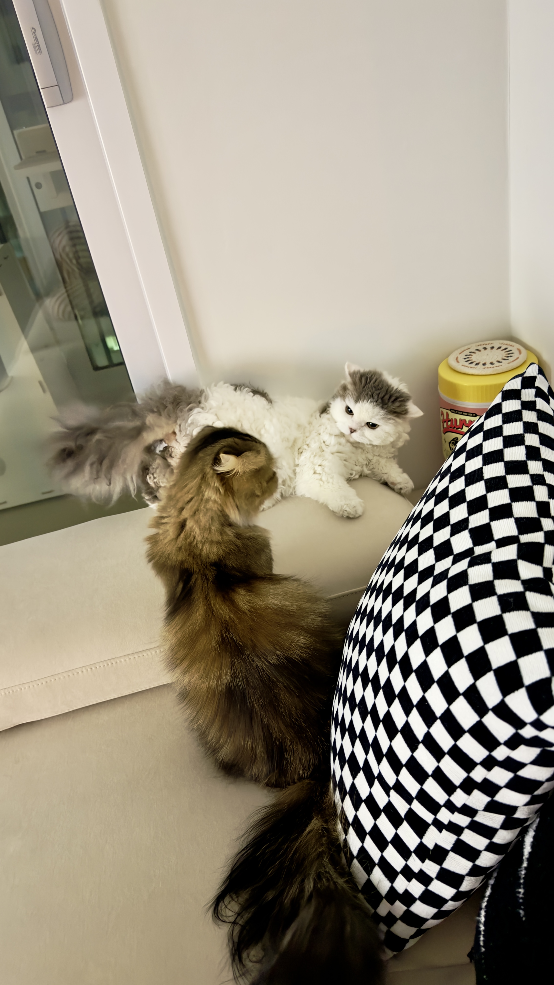 가루(구 루루) 입양 6개월차🩶