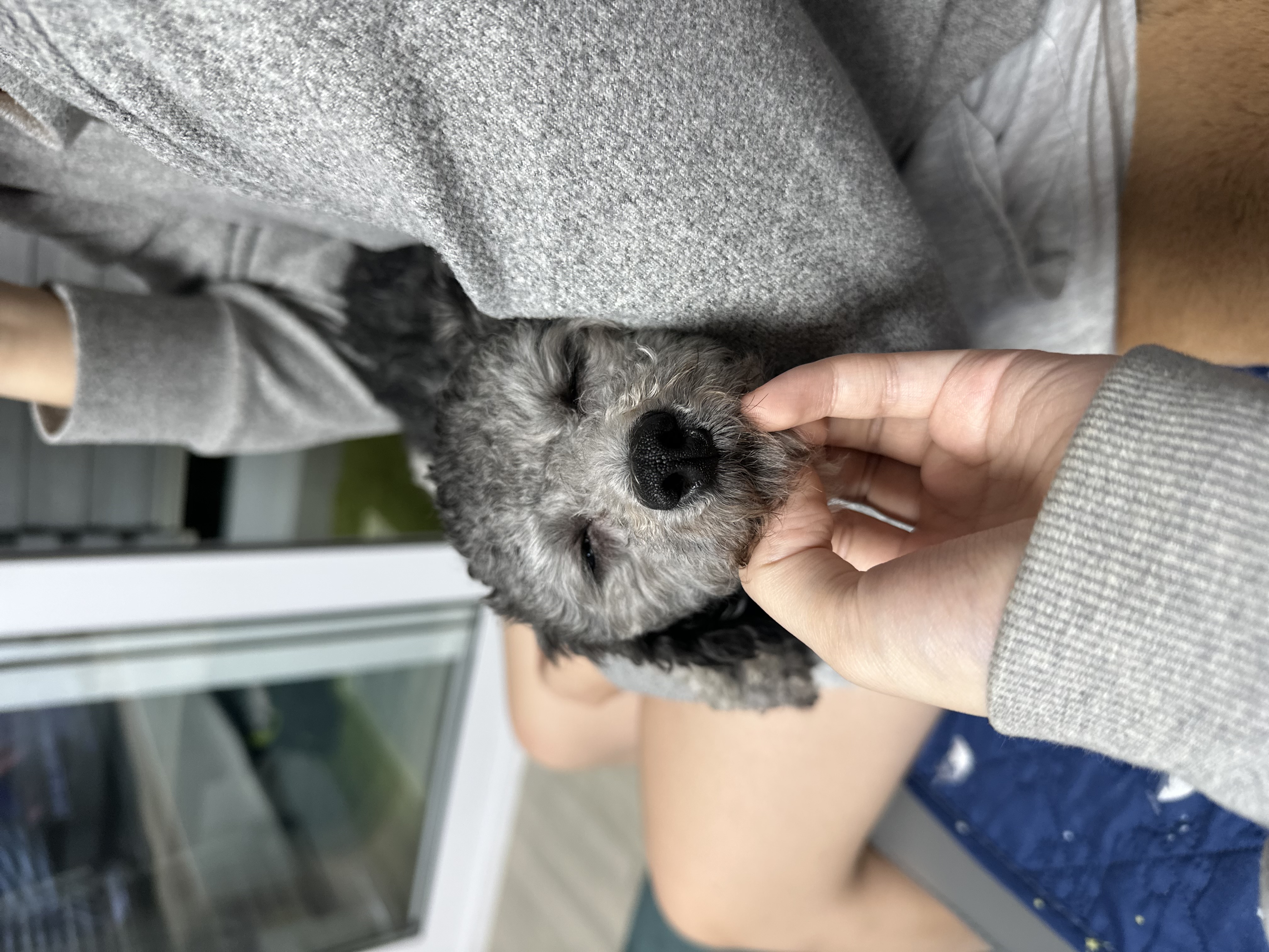 보미 입양 한달차