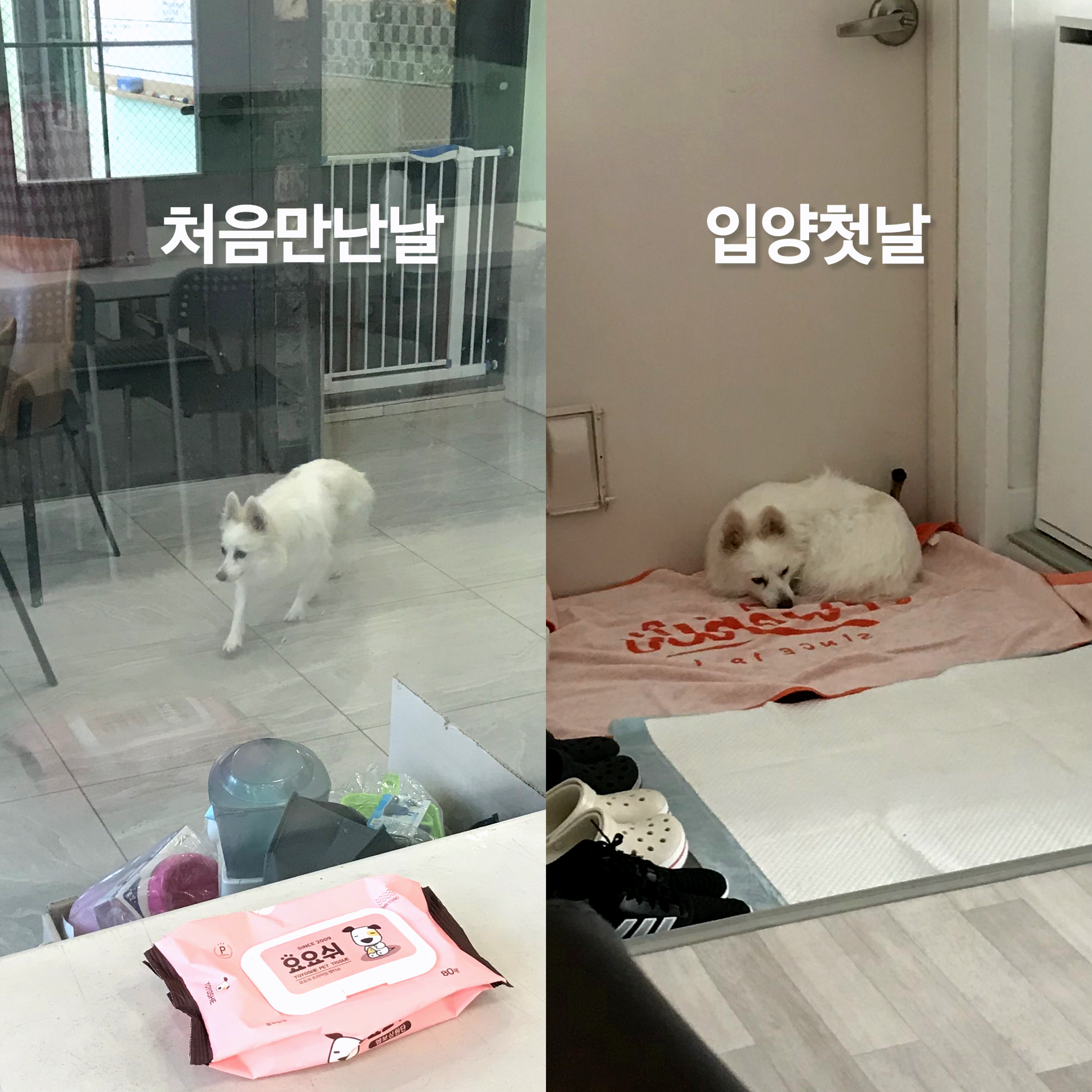 ❤️앵두와 함께한지 벌써 5년❤️