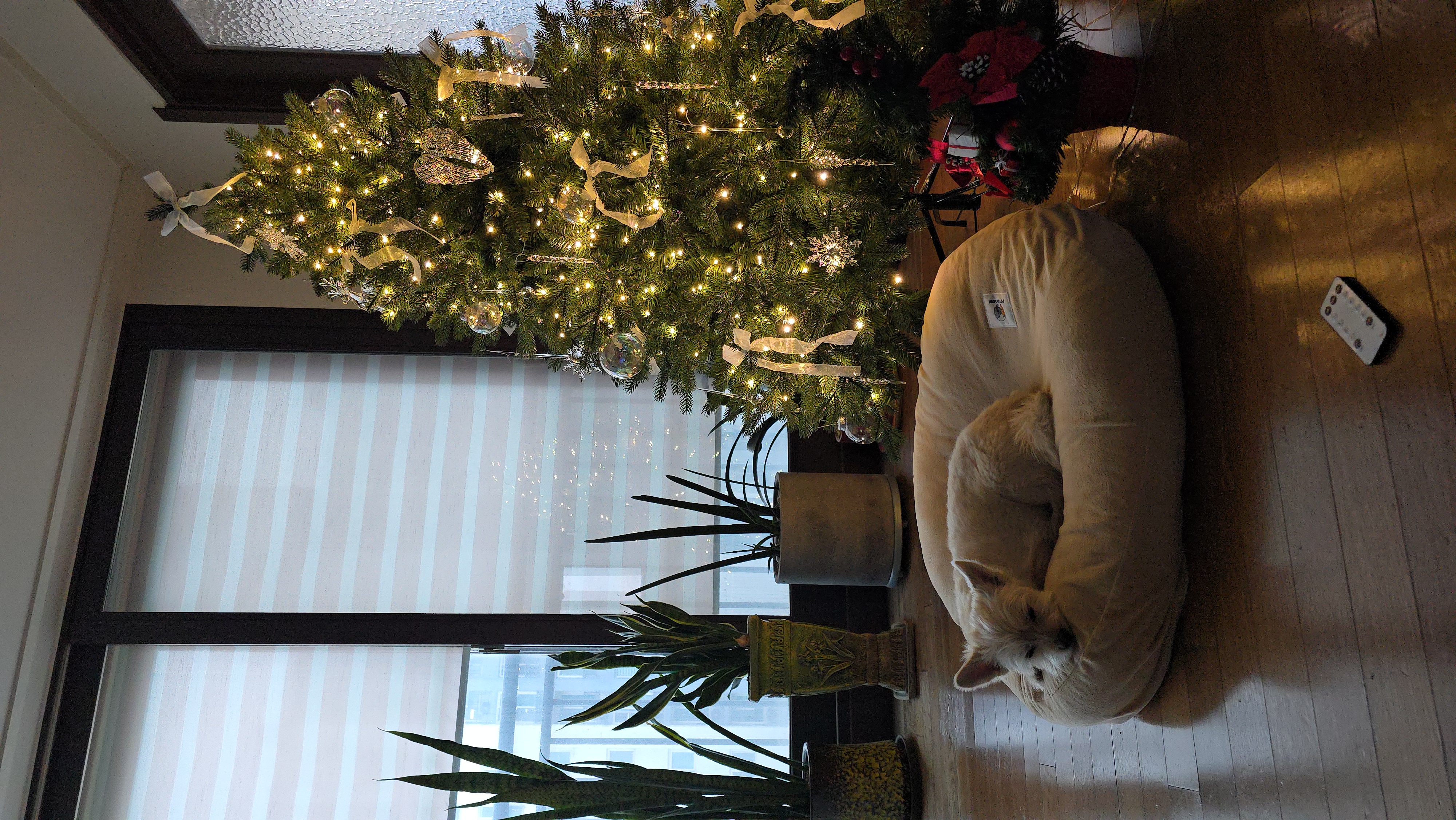 토리(소이)와 가족이 된지 3년이 되었어요:)