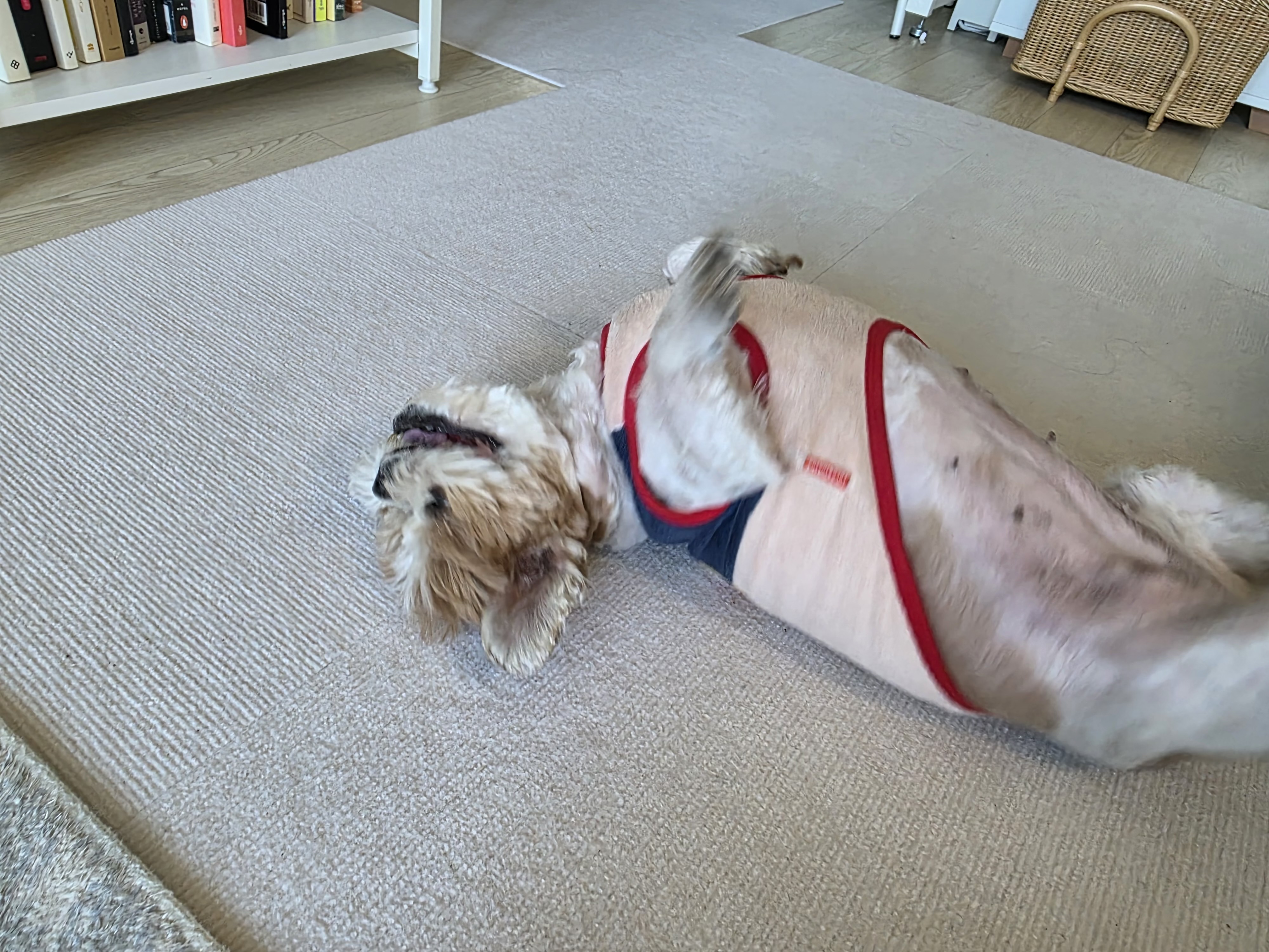 탱자탱구 5년차 후기