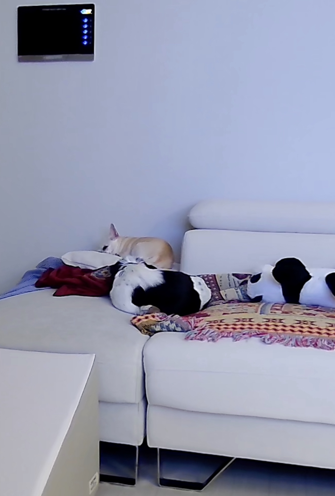 새숨이 입양전제 임시보호 1주일차 후기