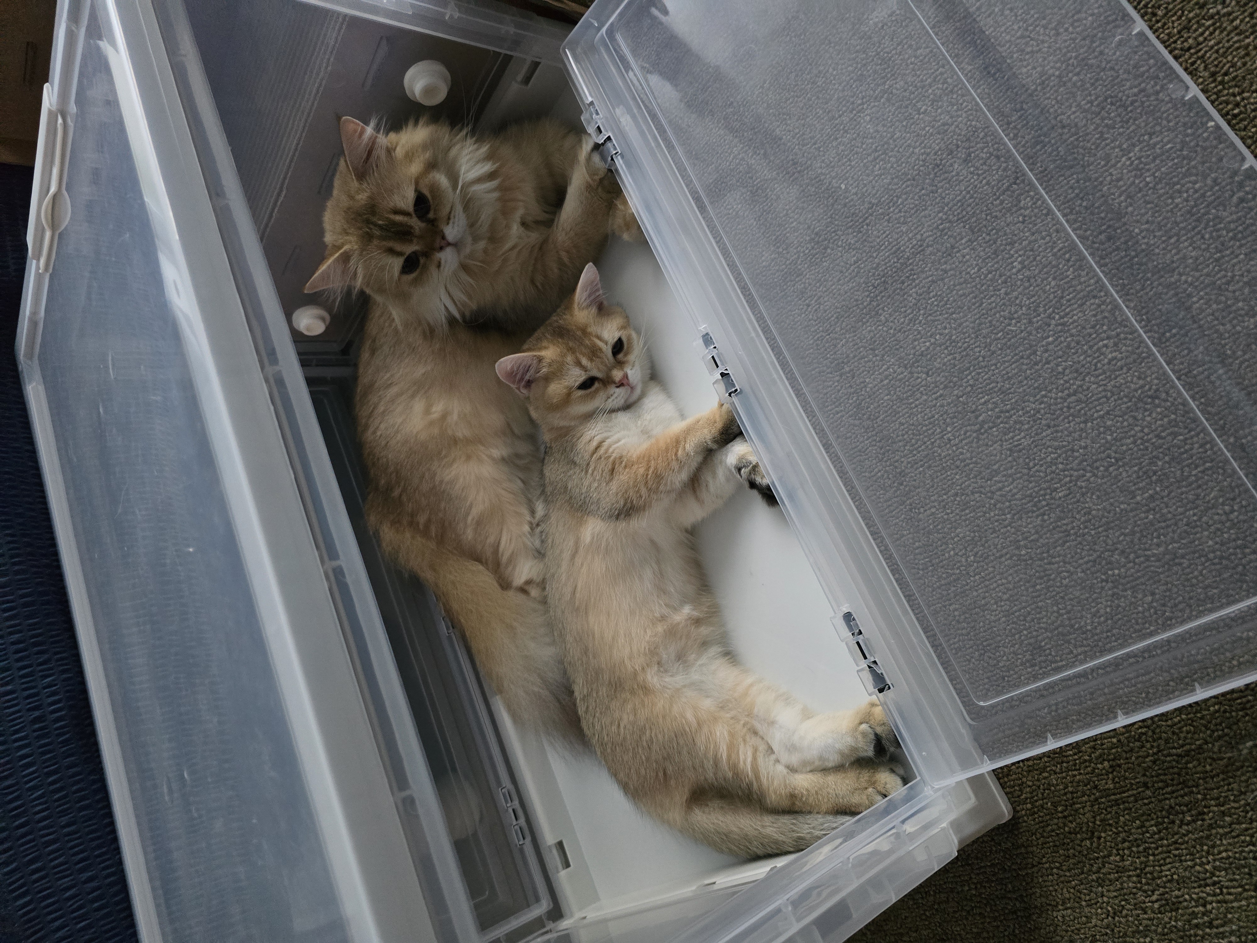 나나&무무(가필드&미가) 가족된지 한달