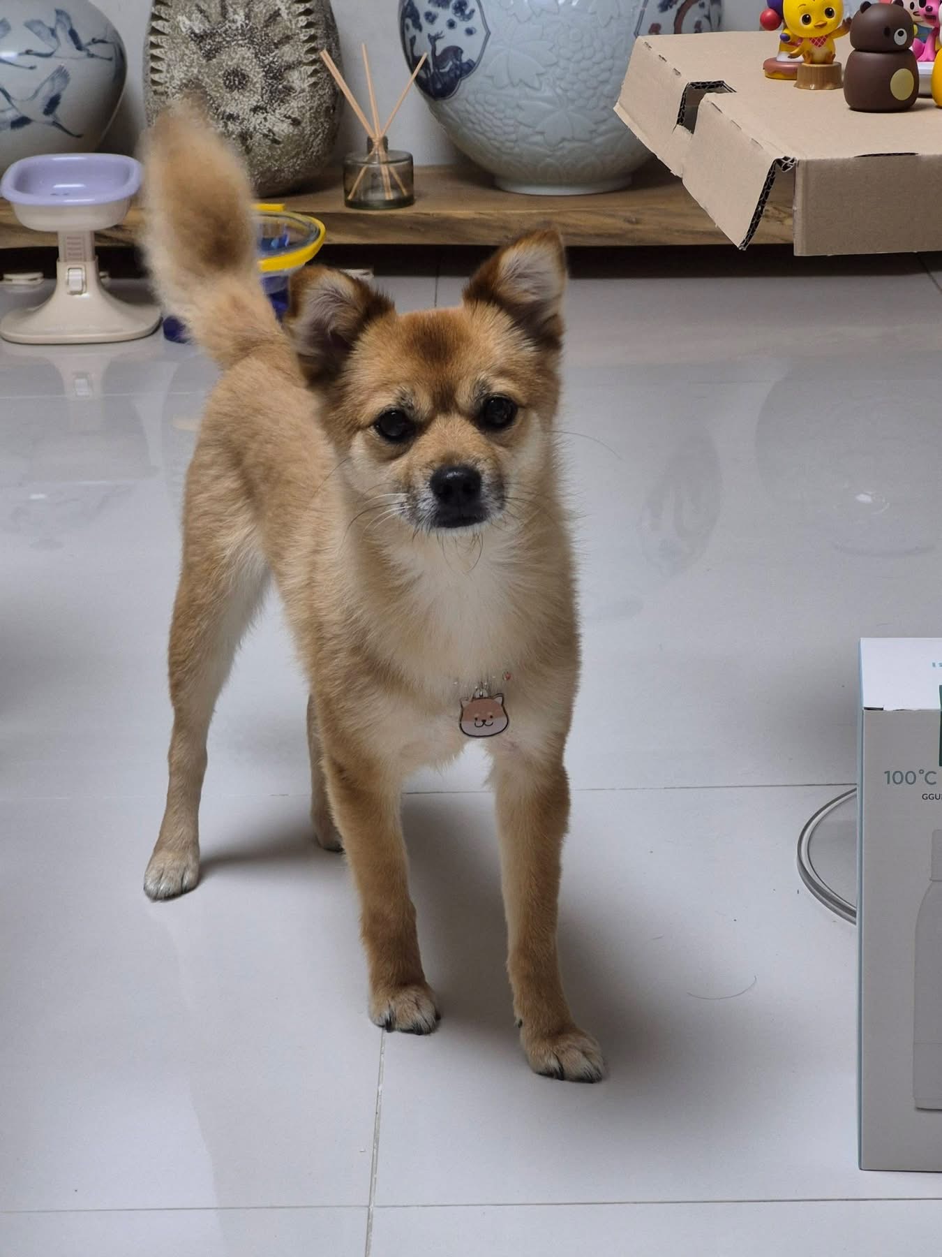 [해외입양] 캐나다 토론토에서 전해온 '달님이' 소식💌