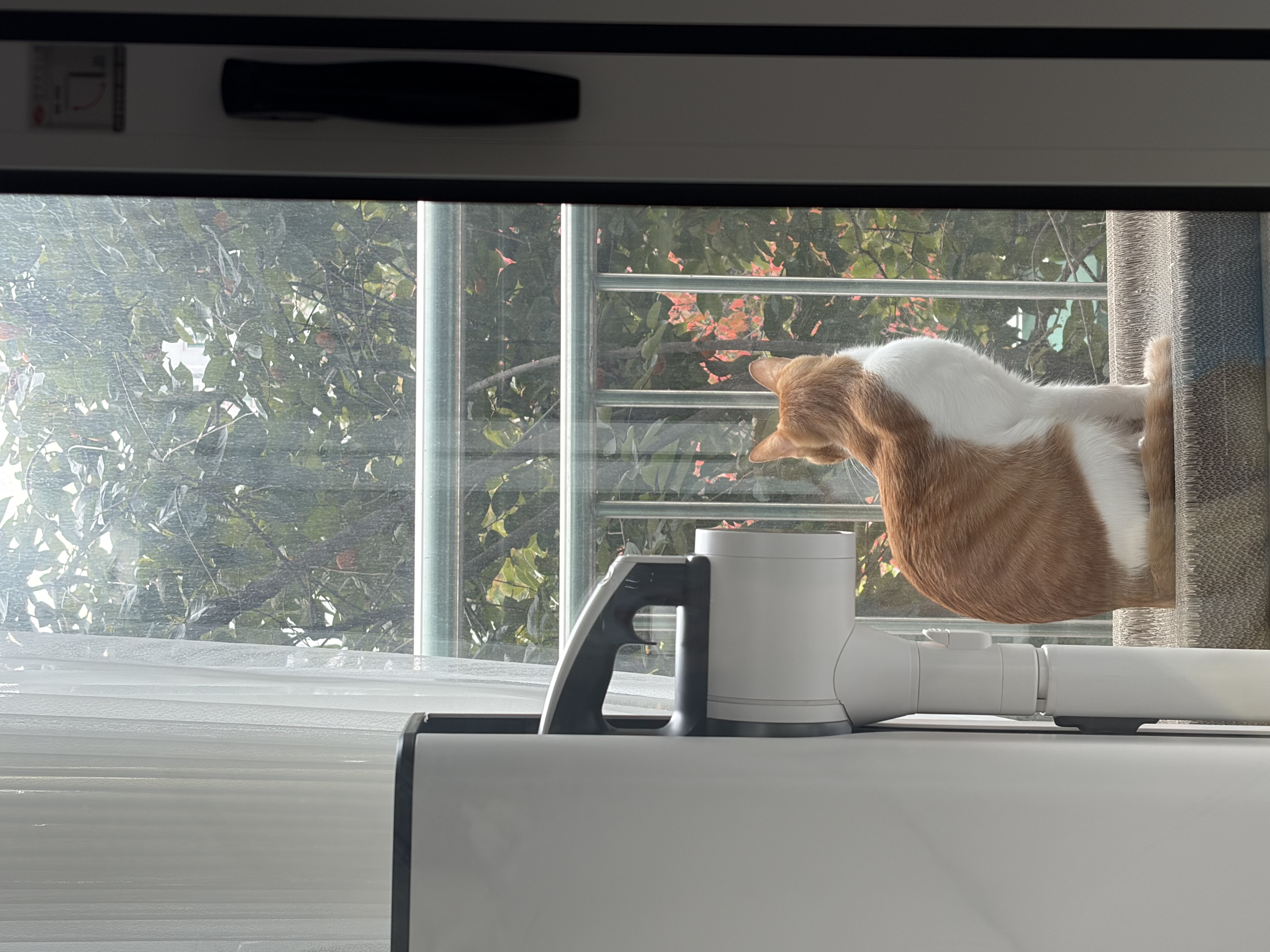 달콩이(구 달봉이) 입양 1년 후기🦁