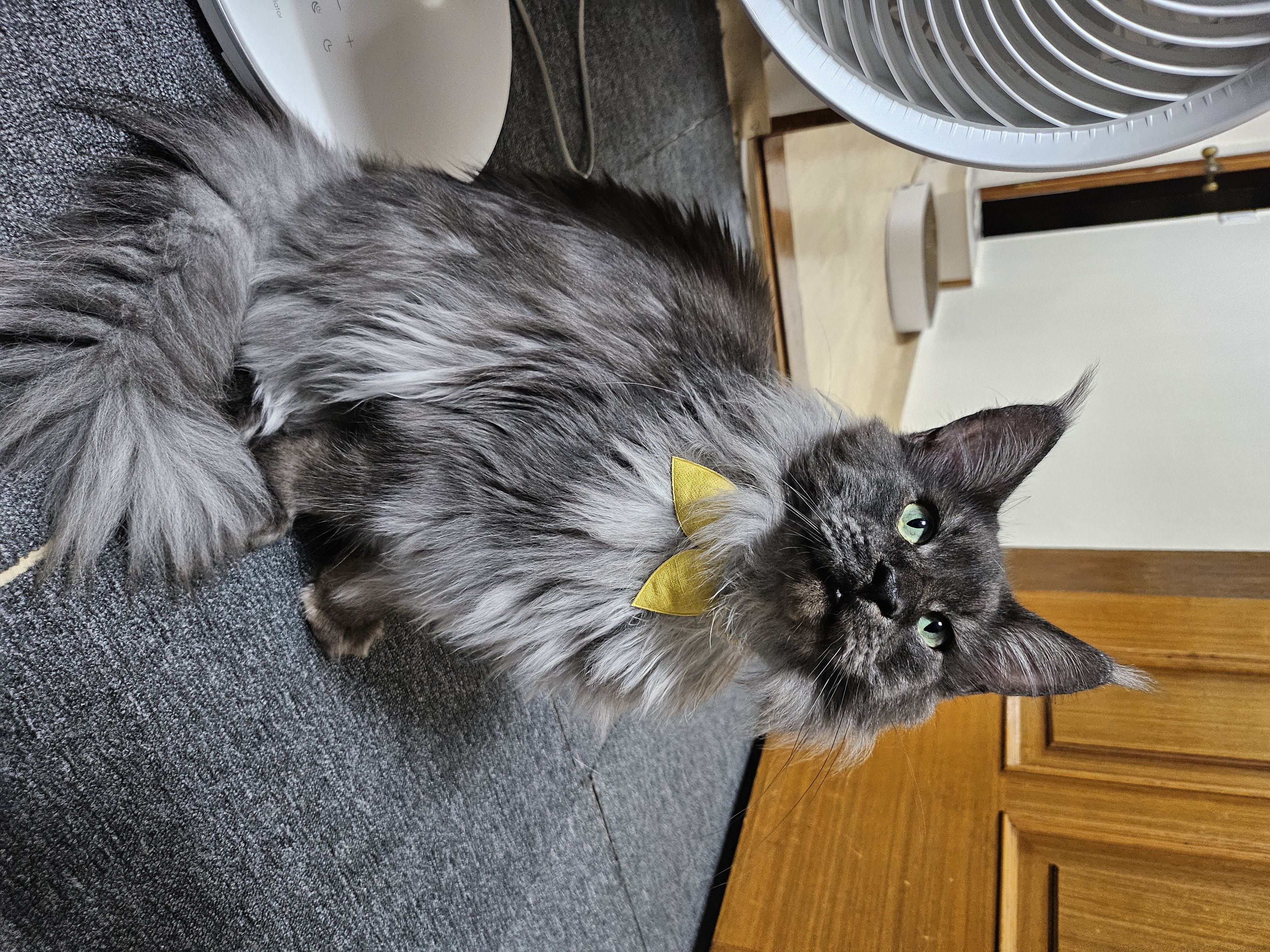 꾼이 입양 한달차