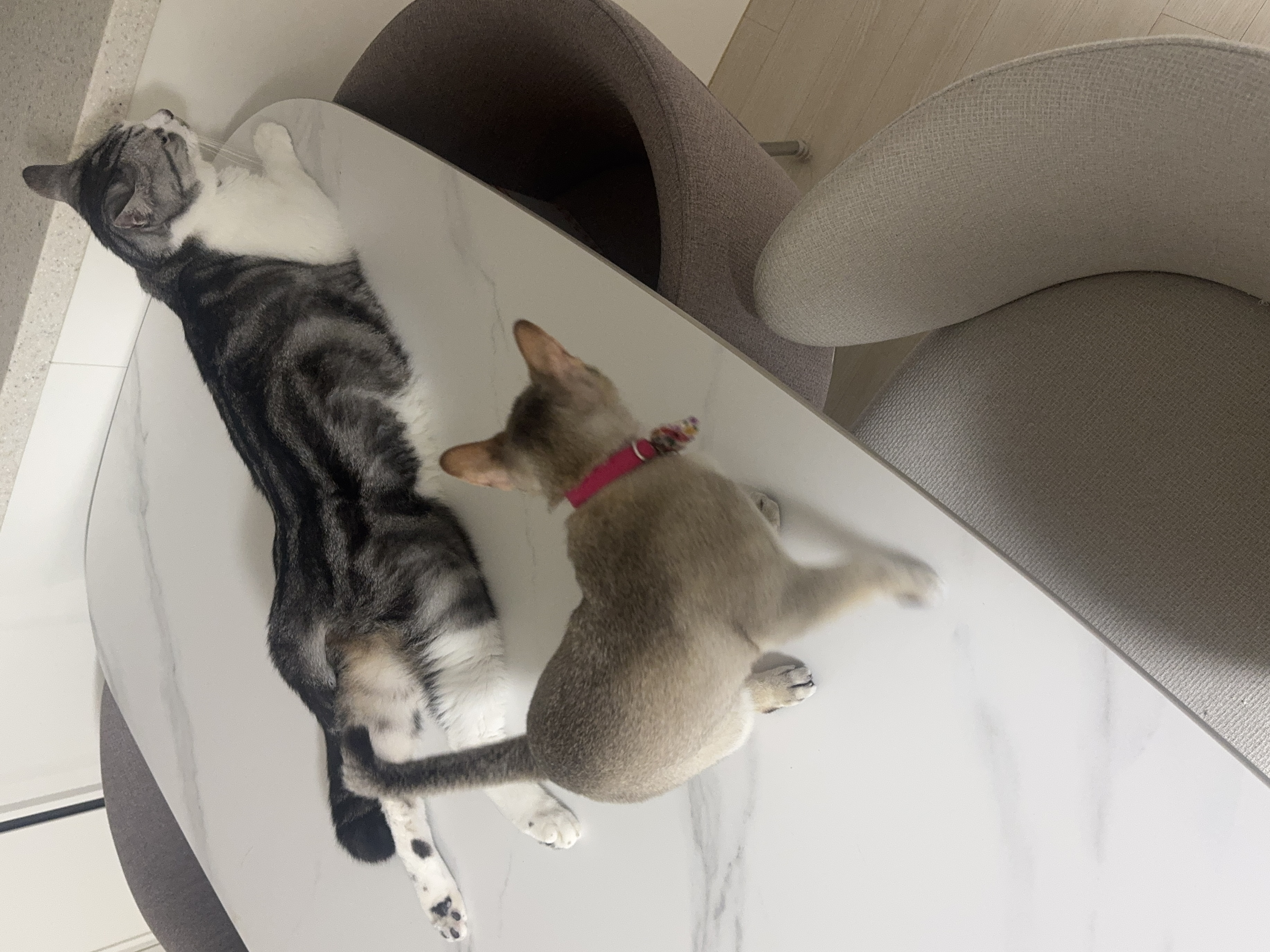 집냥이 한달 차 보리(울산 구조묘 순이)