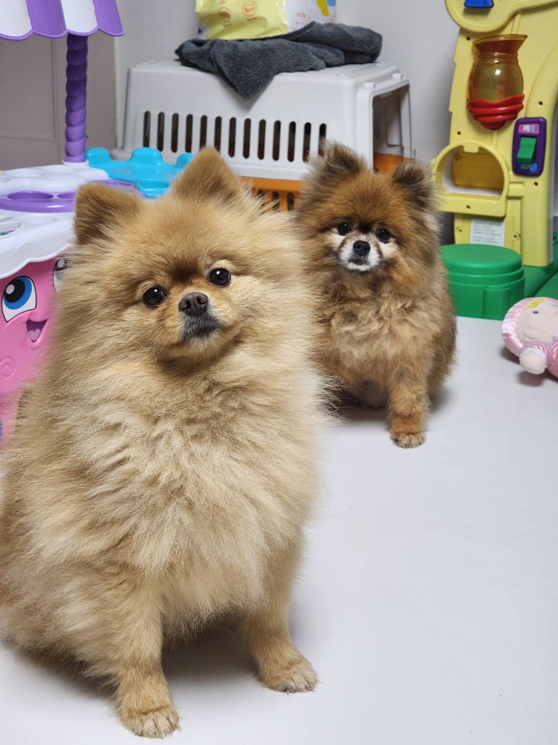 시흥 불법번식장 홍시(포투) 보은번식장 빵시 근황 전합니다 