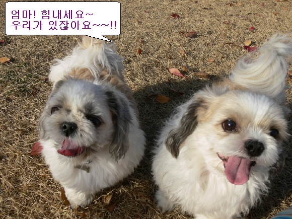 토정비결 총운