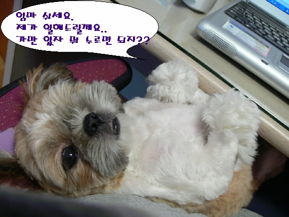 토정비결 총운