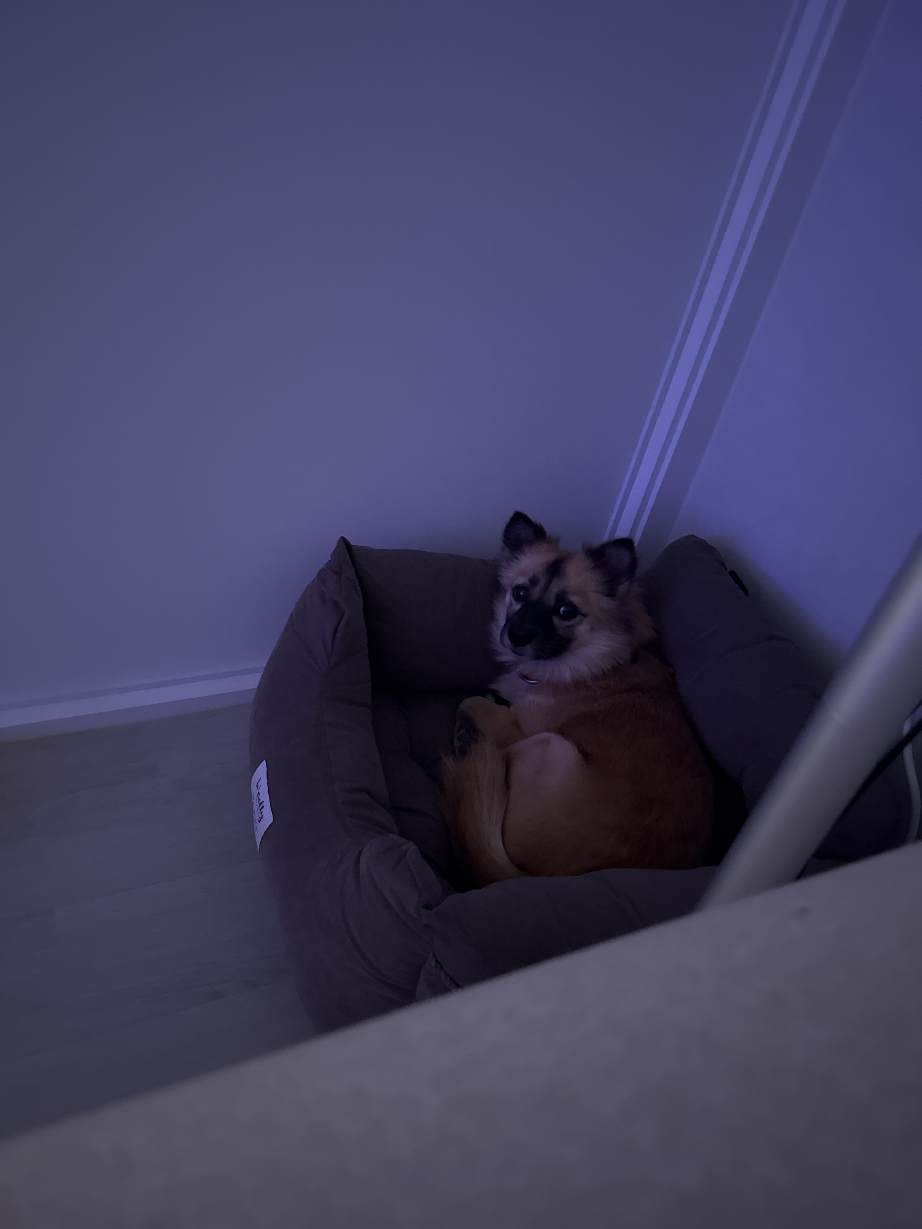 케일이의 집 적응생활