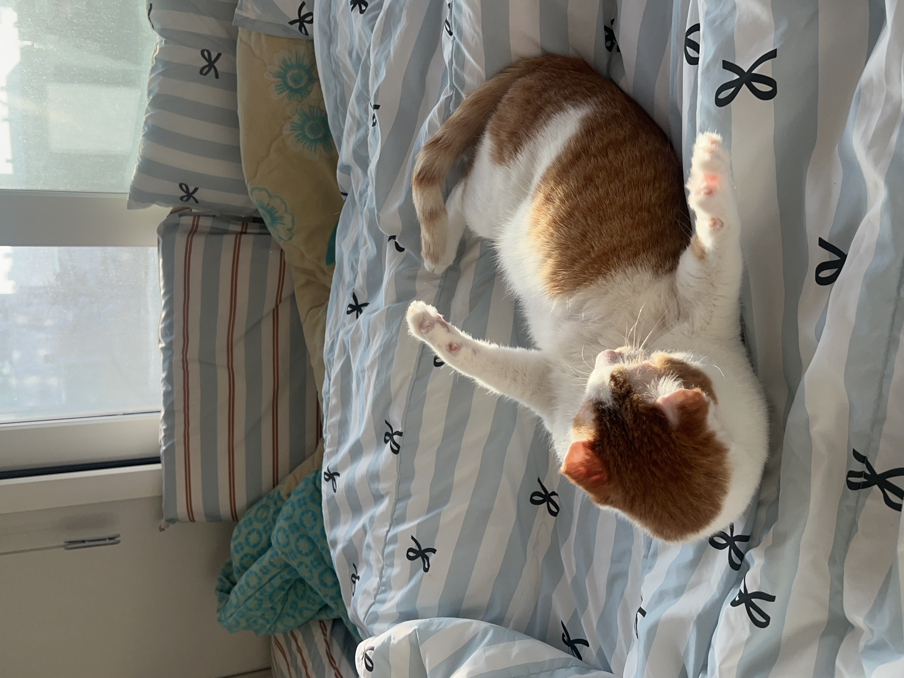 온샘이 입양 한달차 후기