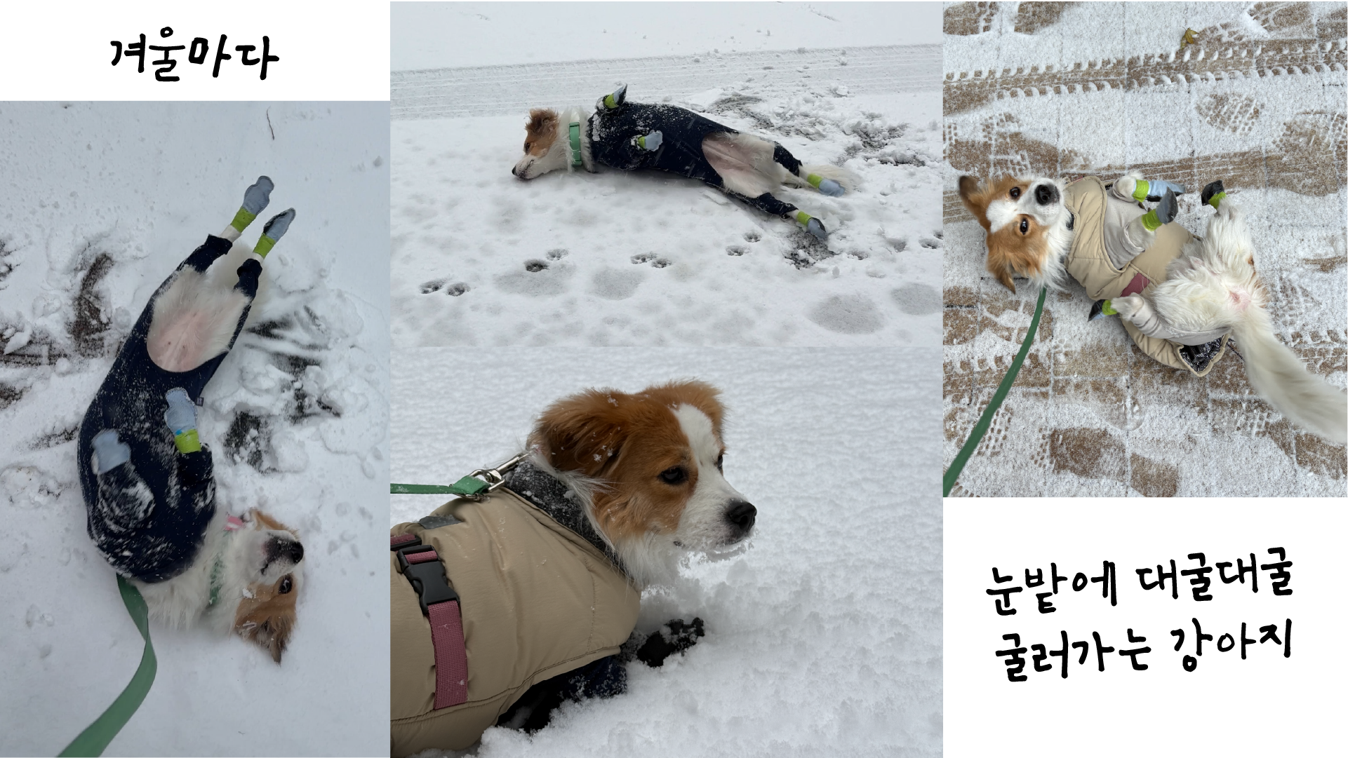 해치 입양 2년