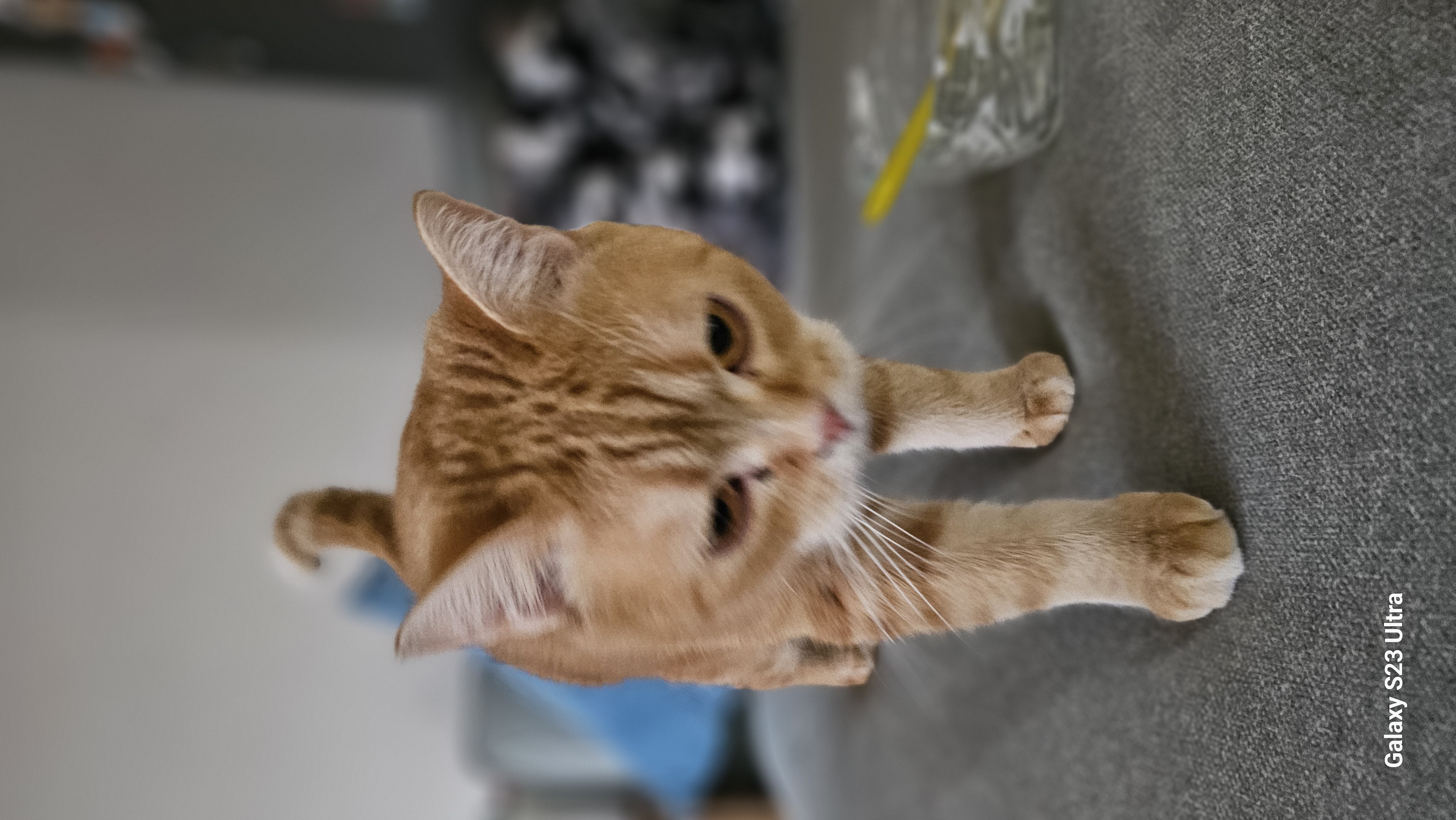 뽀또의 입양 후기