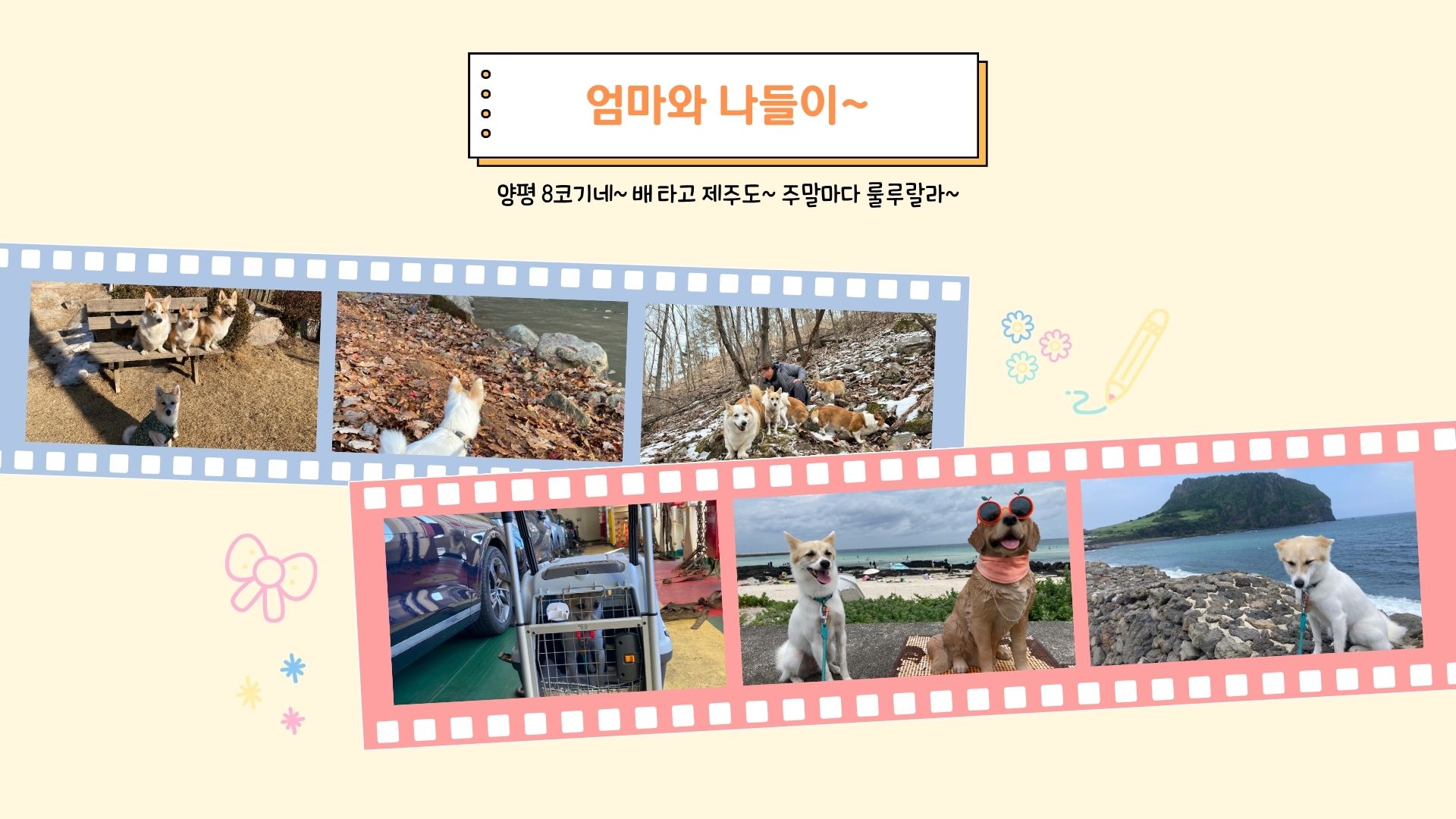 로이(달빛이) 입양 2년 이야기^^