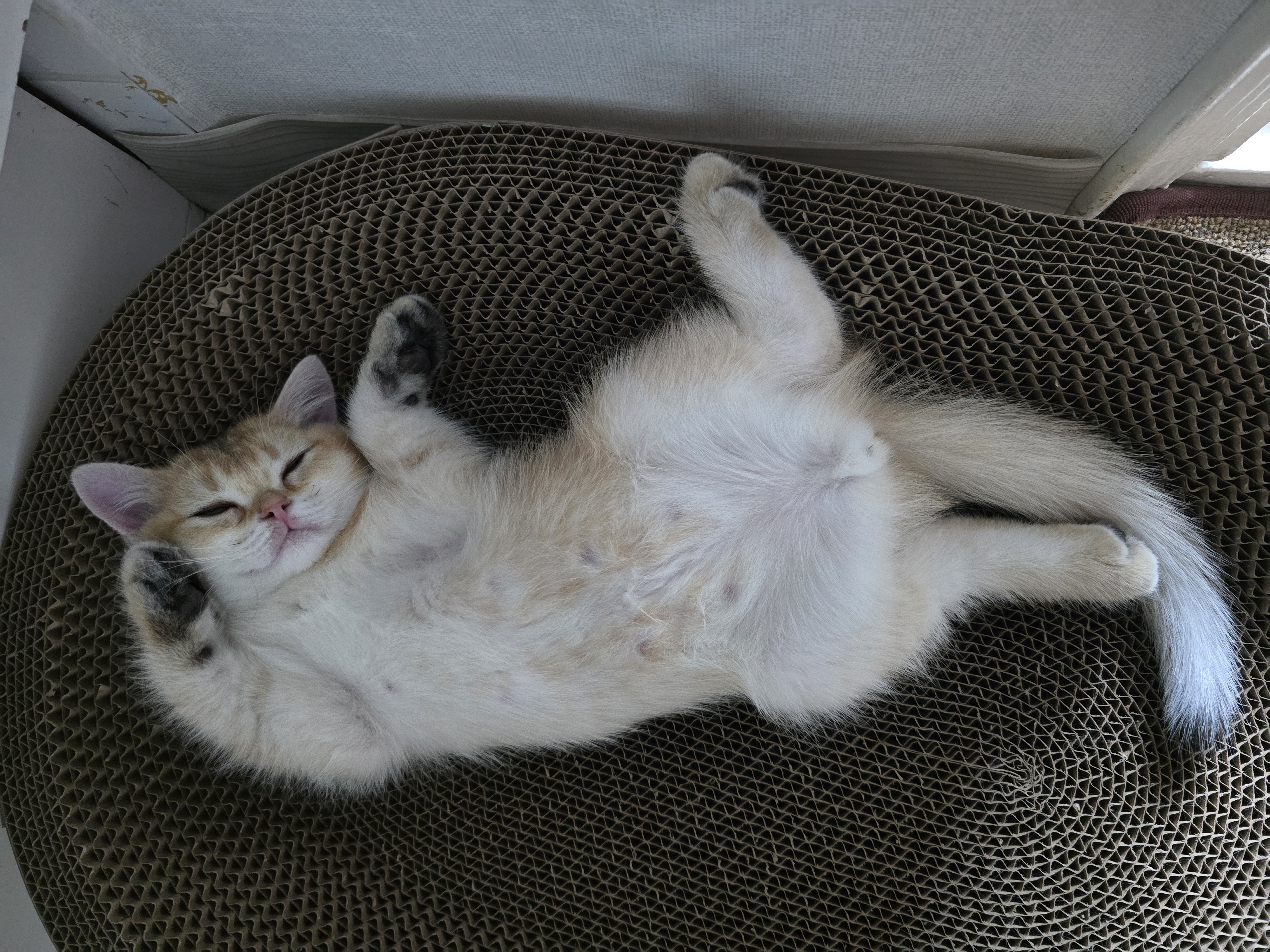 나나&무무(가필드&미가) 가족된지 7일째