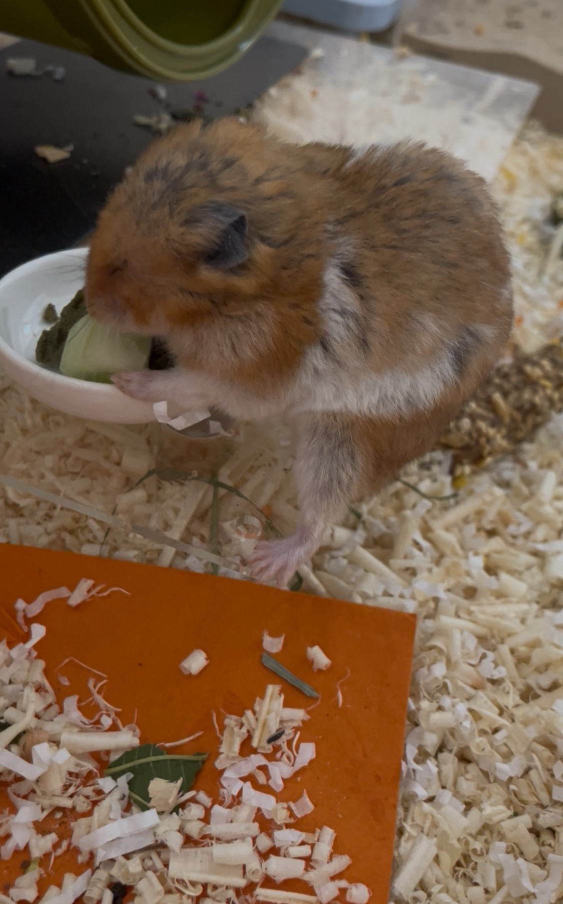 온햄이가 떠났어요