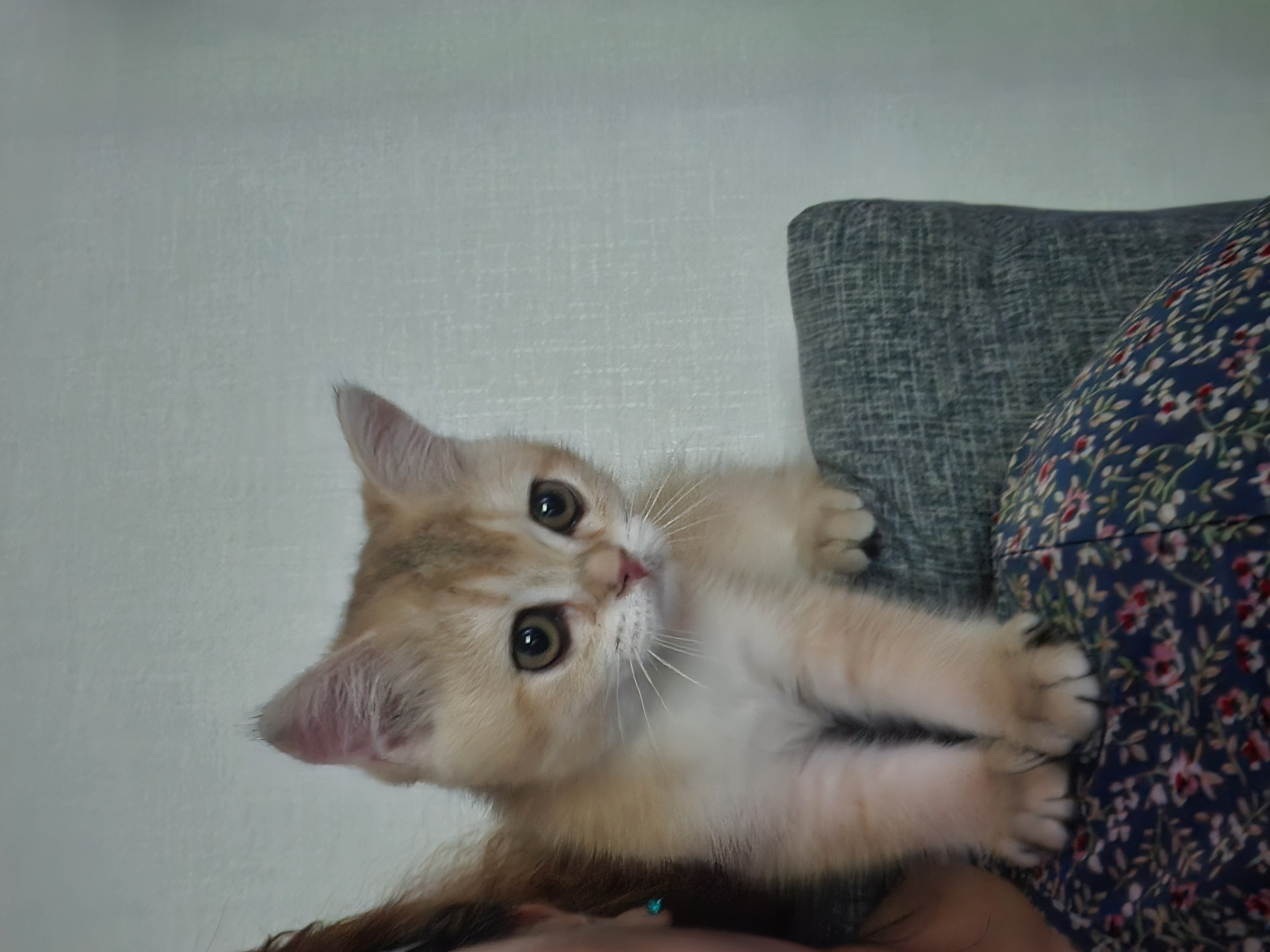 나나&무무(가필드&미가) 가족된지 7일째