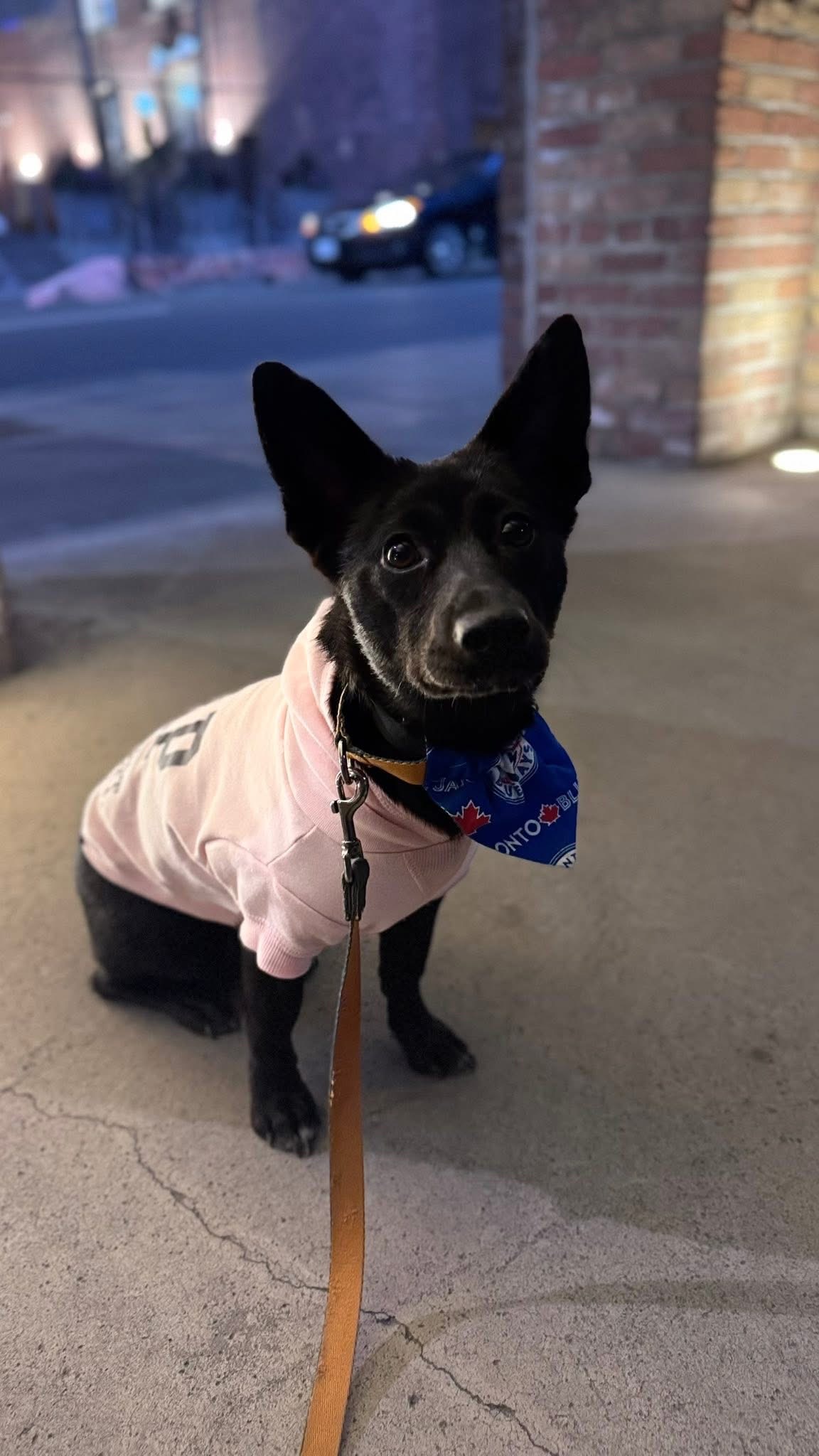 [해외입양] 캐나다 토론토에서 전해온 '대콩이' 소식💌