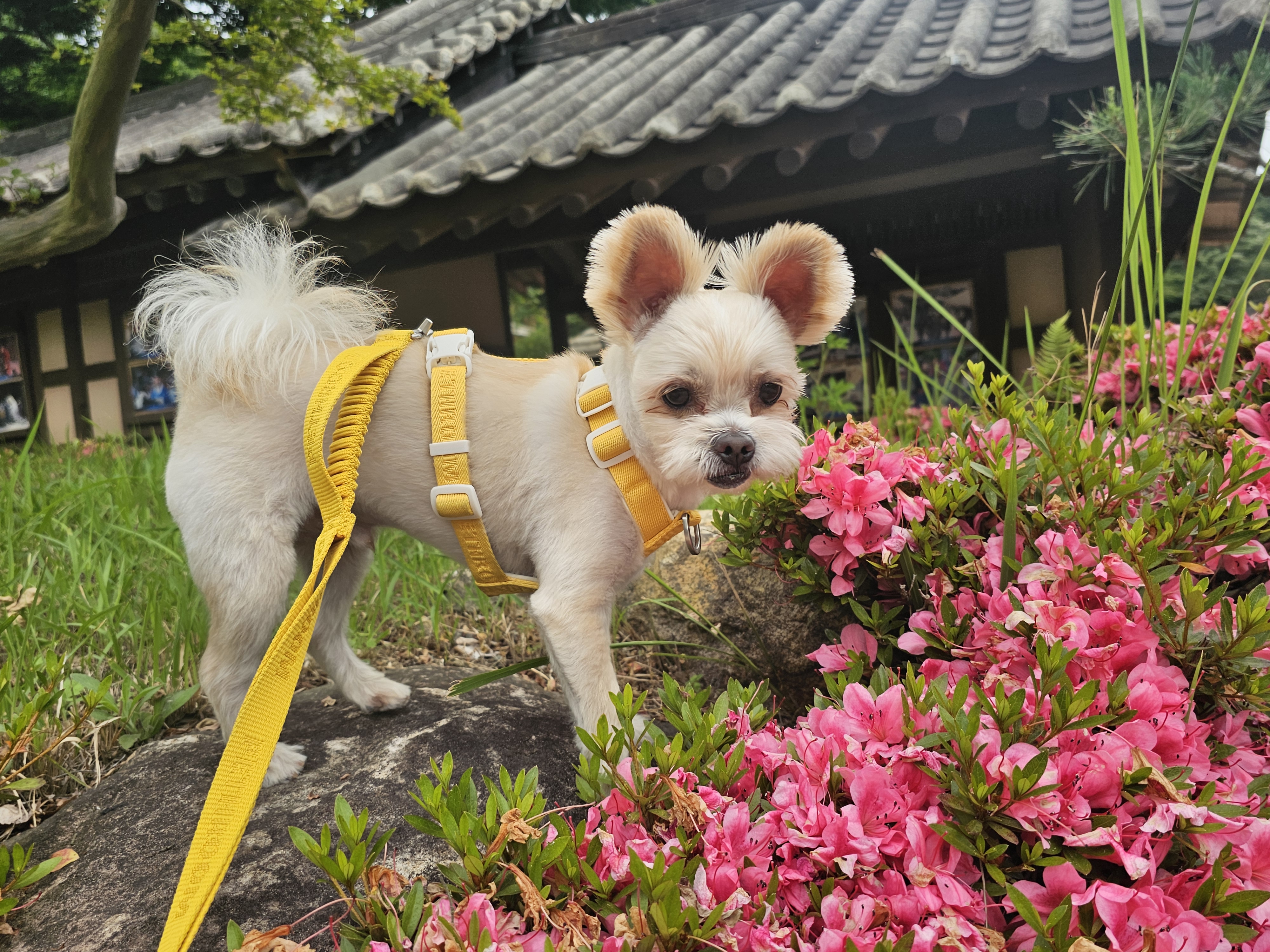 소중한 가족 두식이(구 엘디)3년 후기
