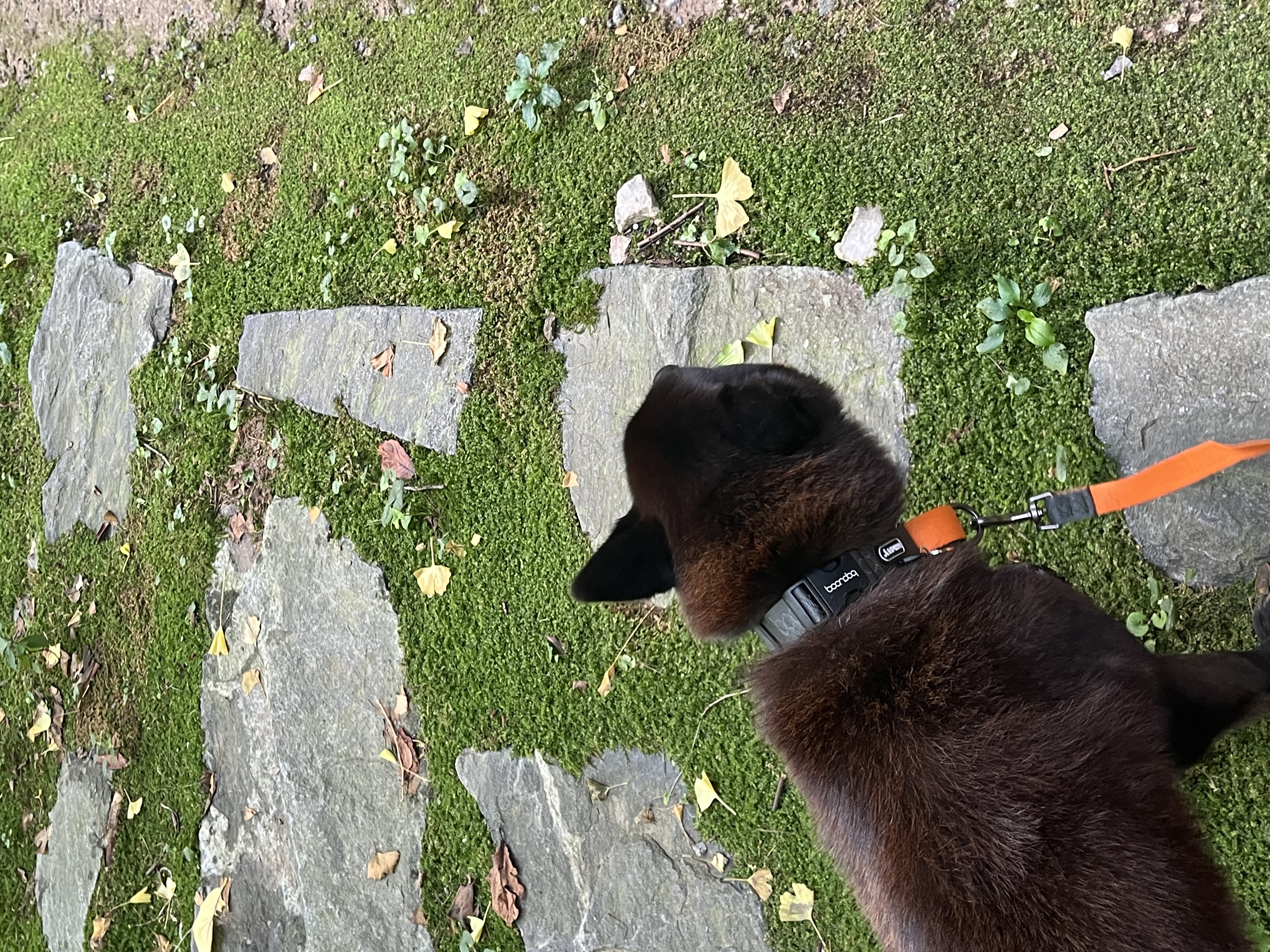 반달이 온지 삼일만에 첫산책!