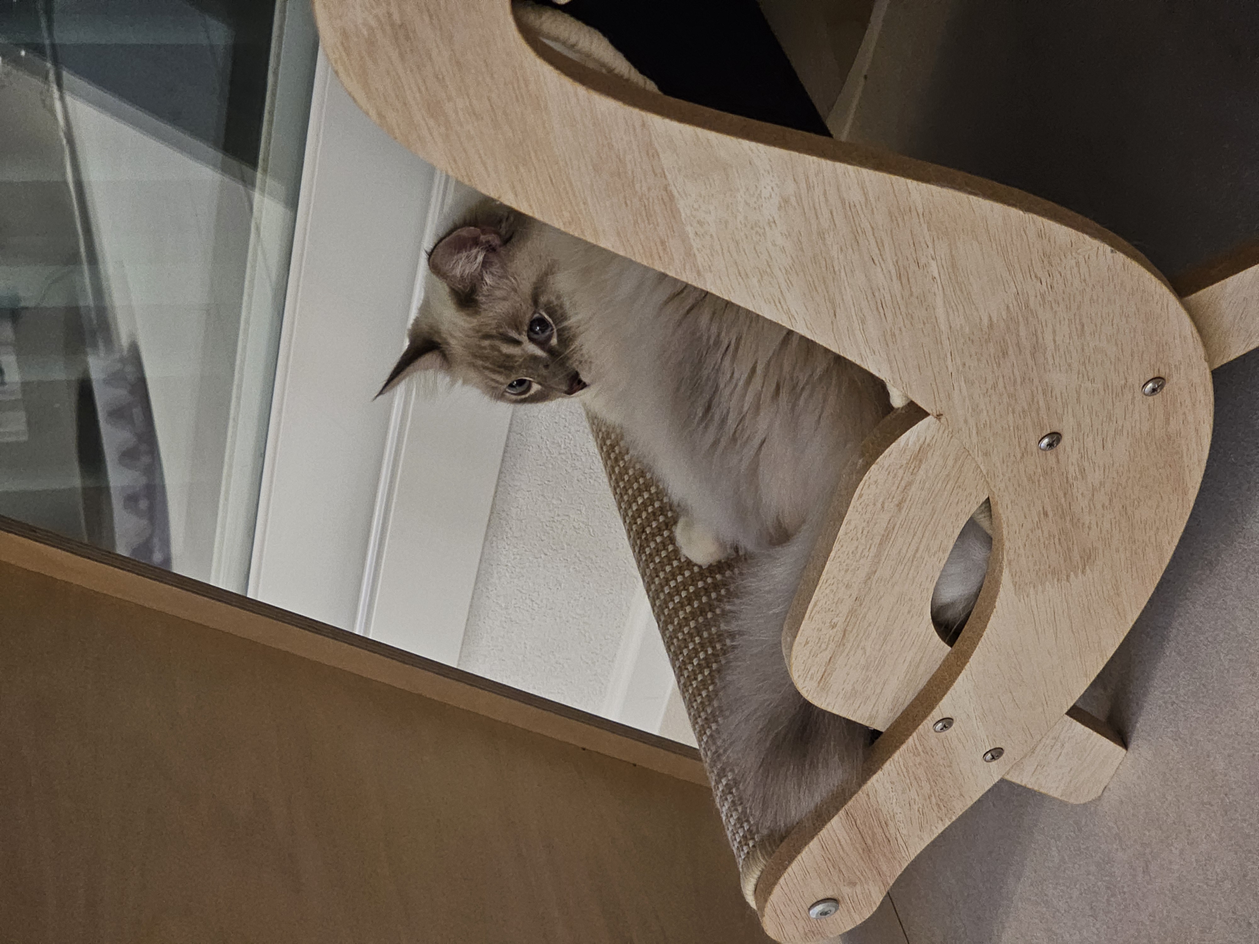 묘생 8개월차 백설기(구 동일) 