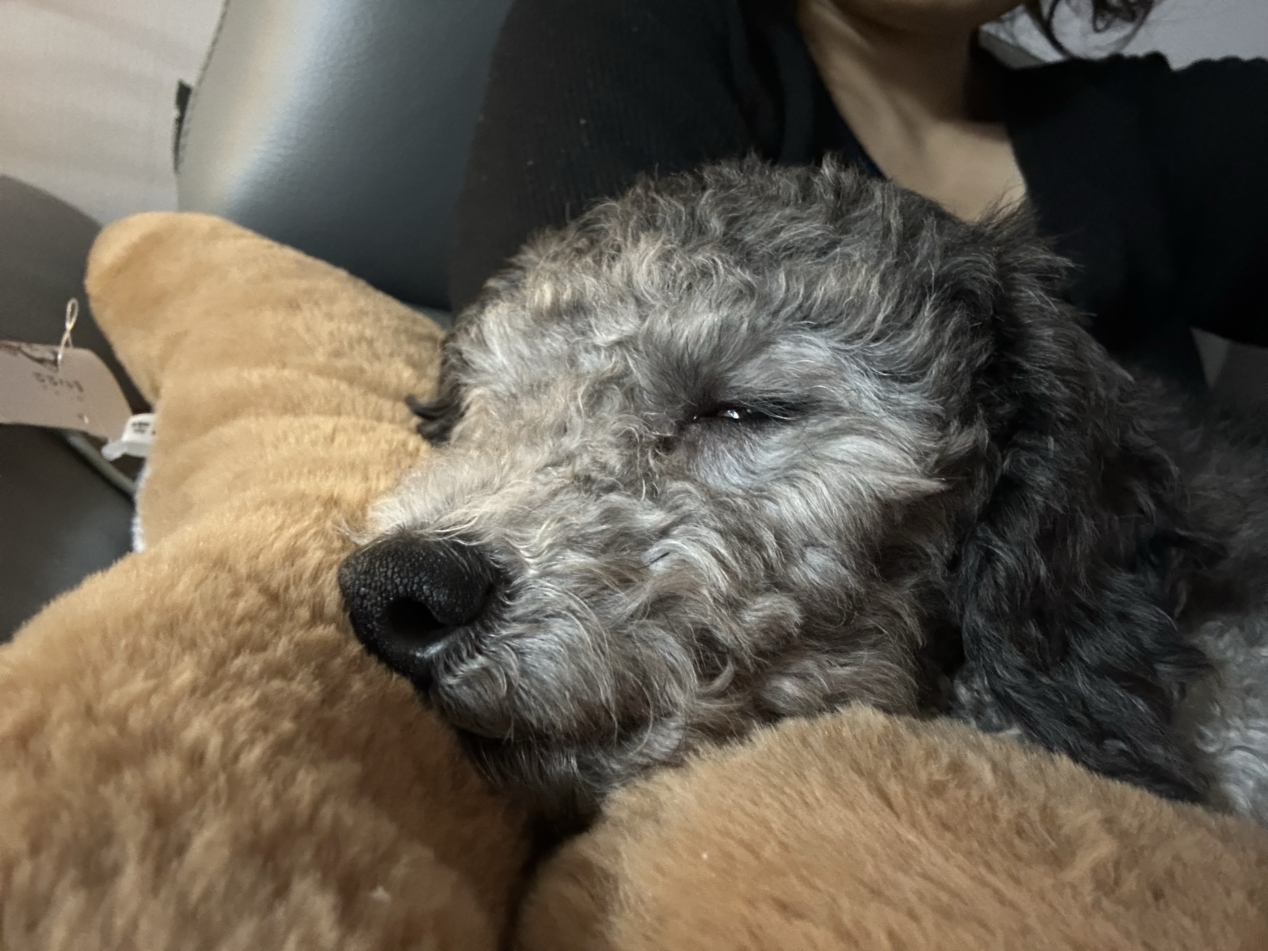 보미 입양 한달차