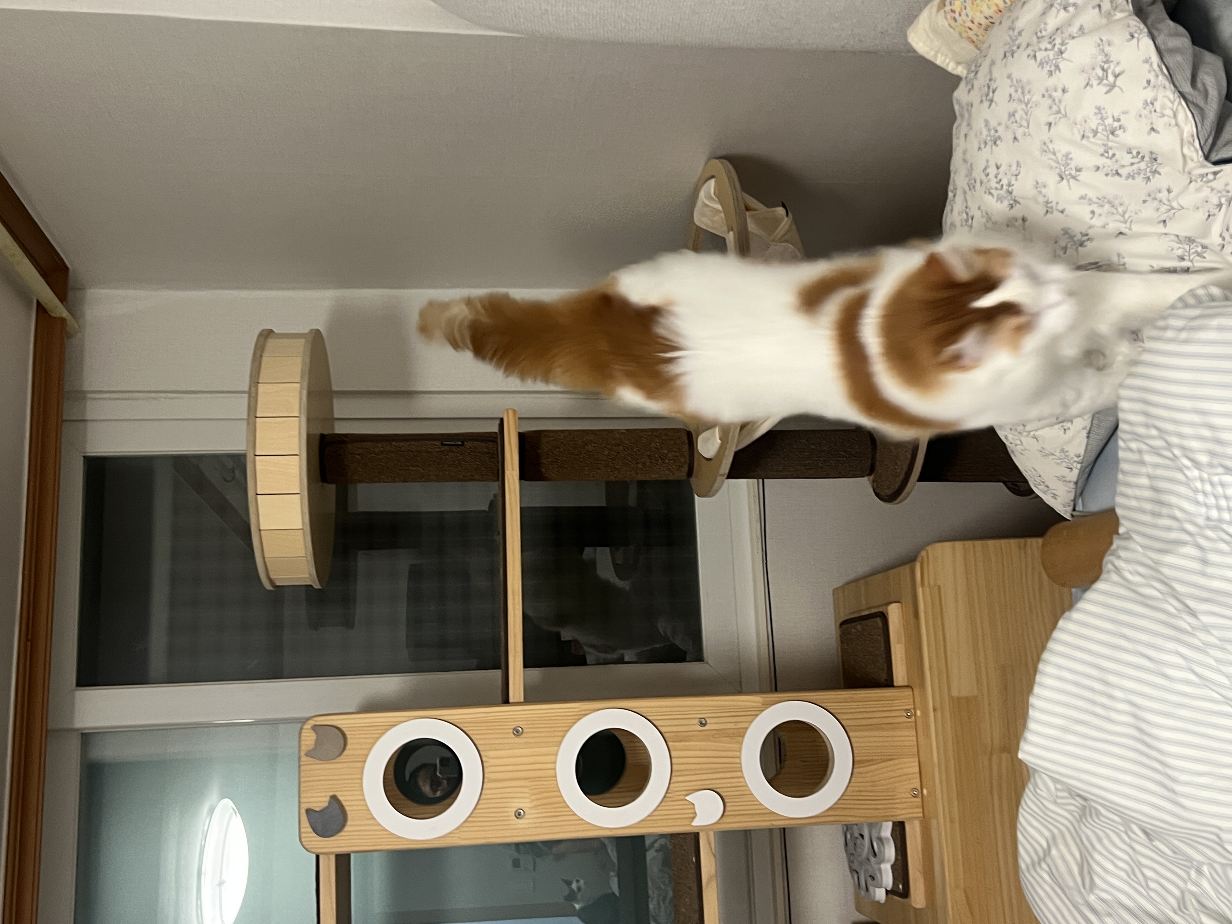 조케타(테리) 2년차 입양후기