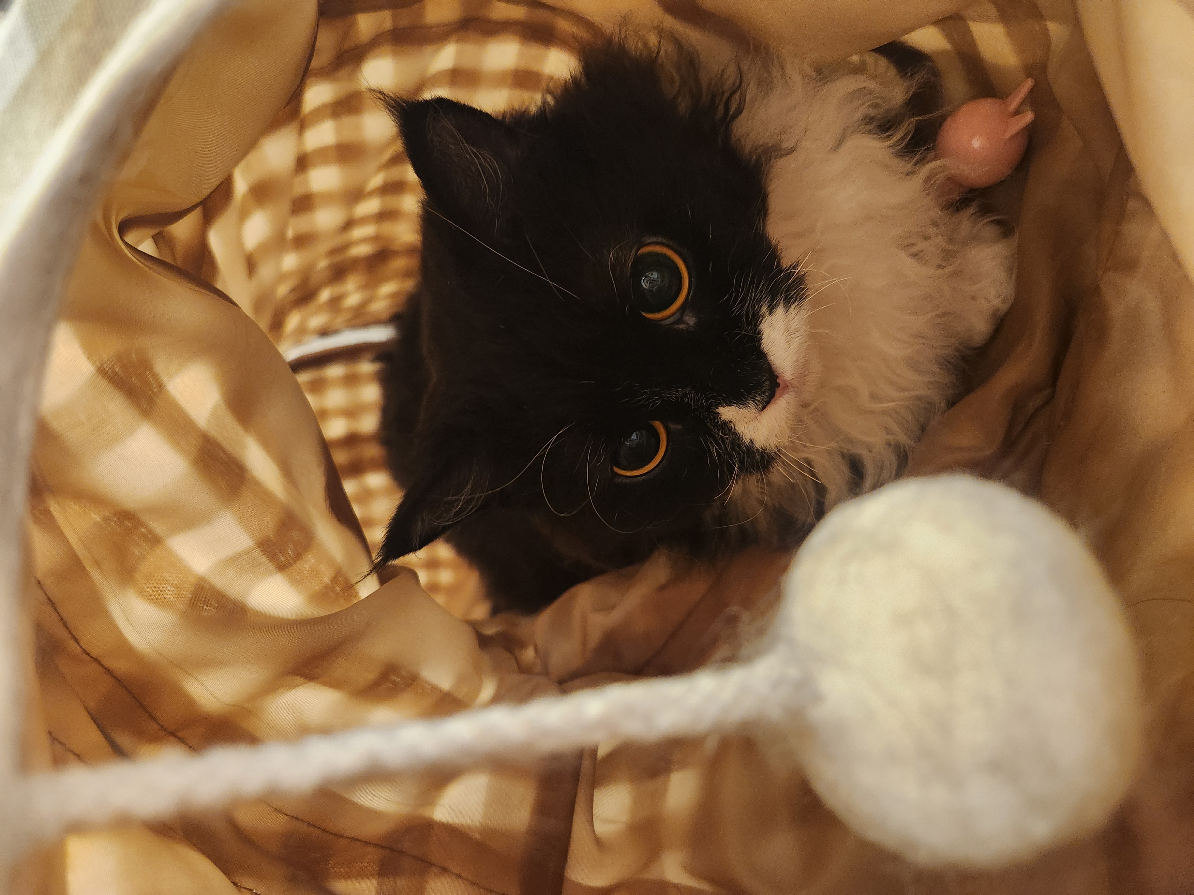 [울산구조묘] 라니(구 먼지)의 행복한 근황