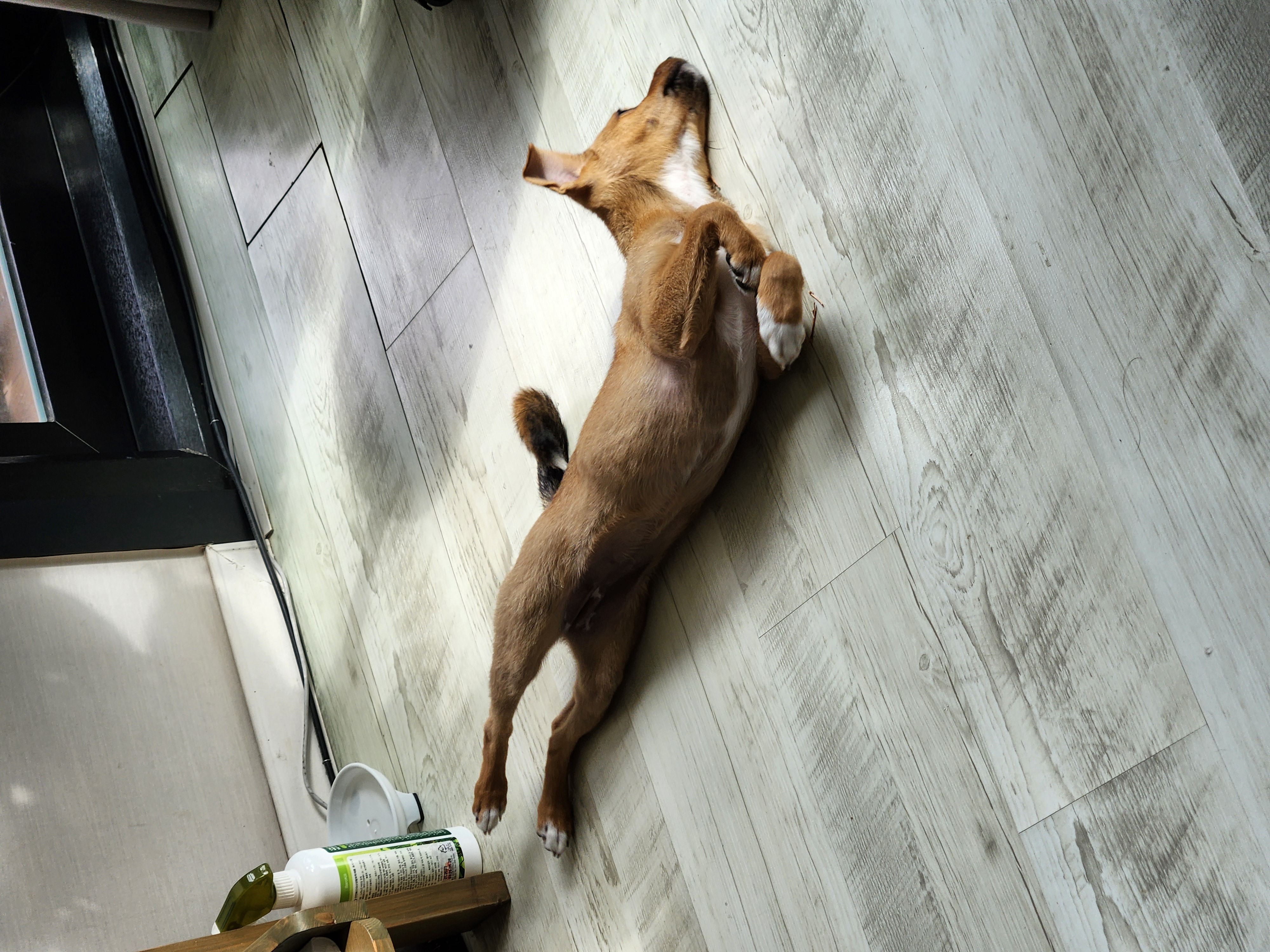 수온이(구.다다) 입양 후 한달 경과한 두번째 작성 후기