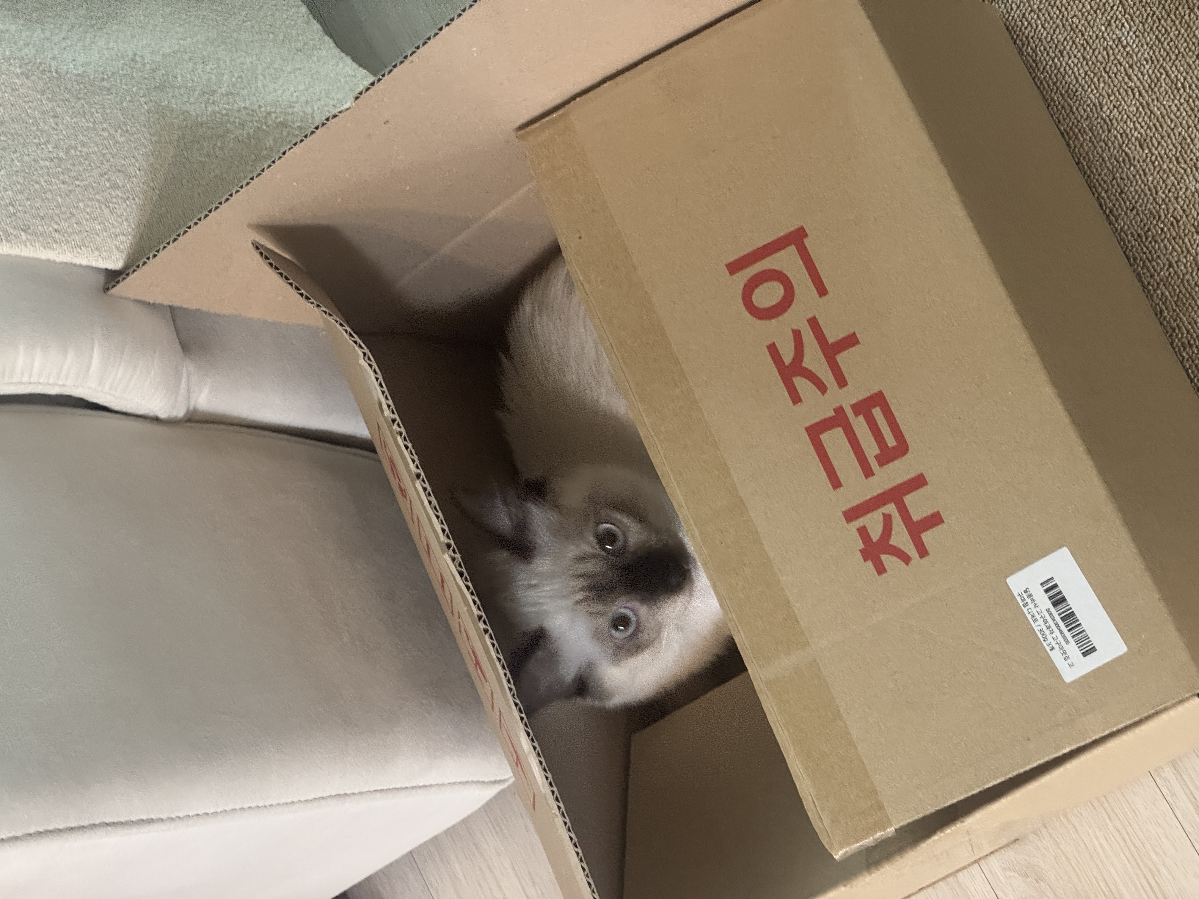 탄코(울산 구조묘 동오) 입양 세 달째 후기