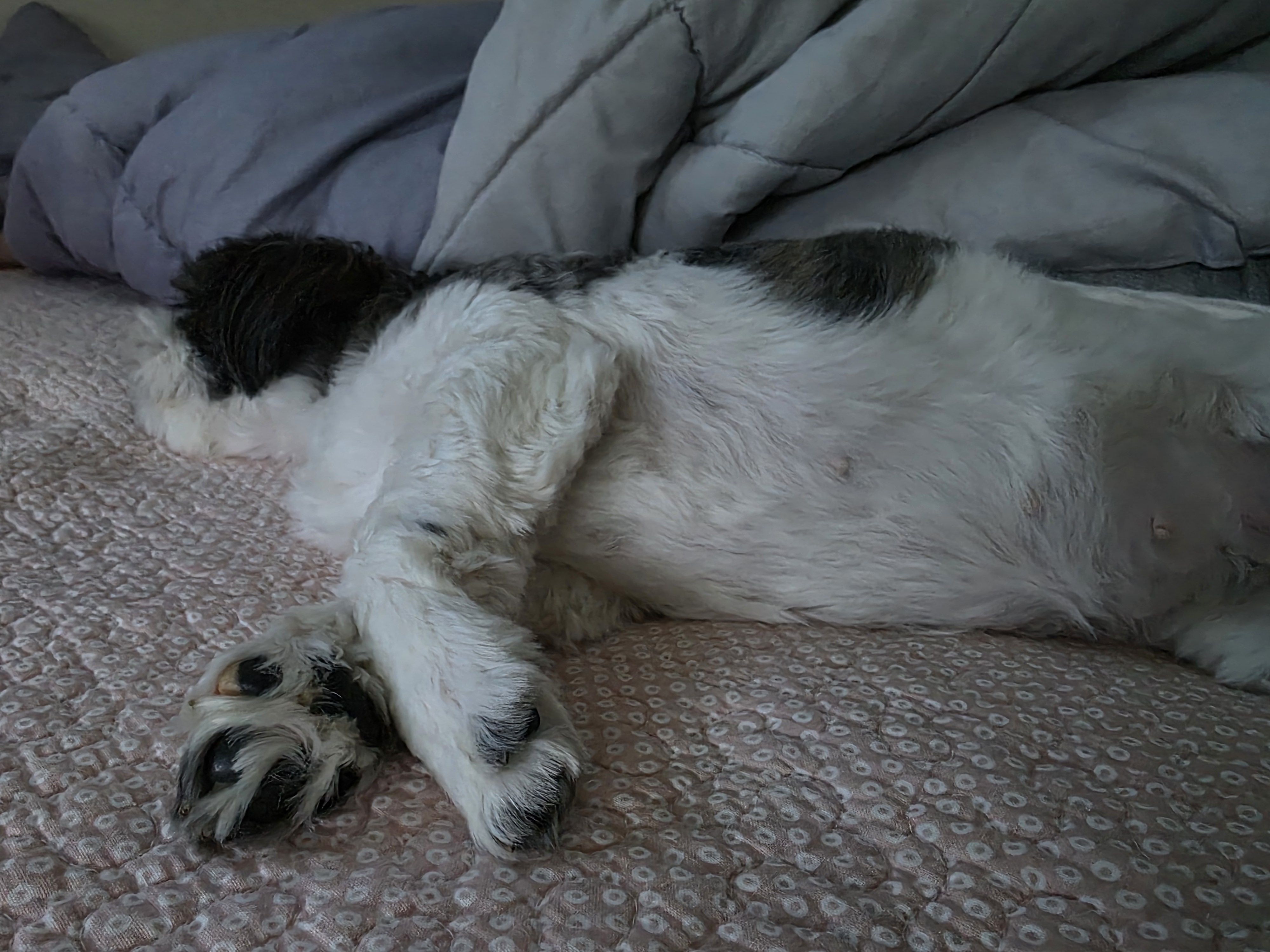 그래(입양 전 달바): 이제는 배를 긁거라