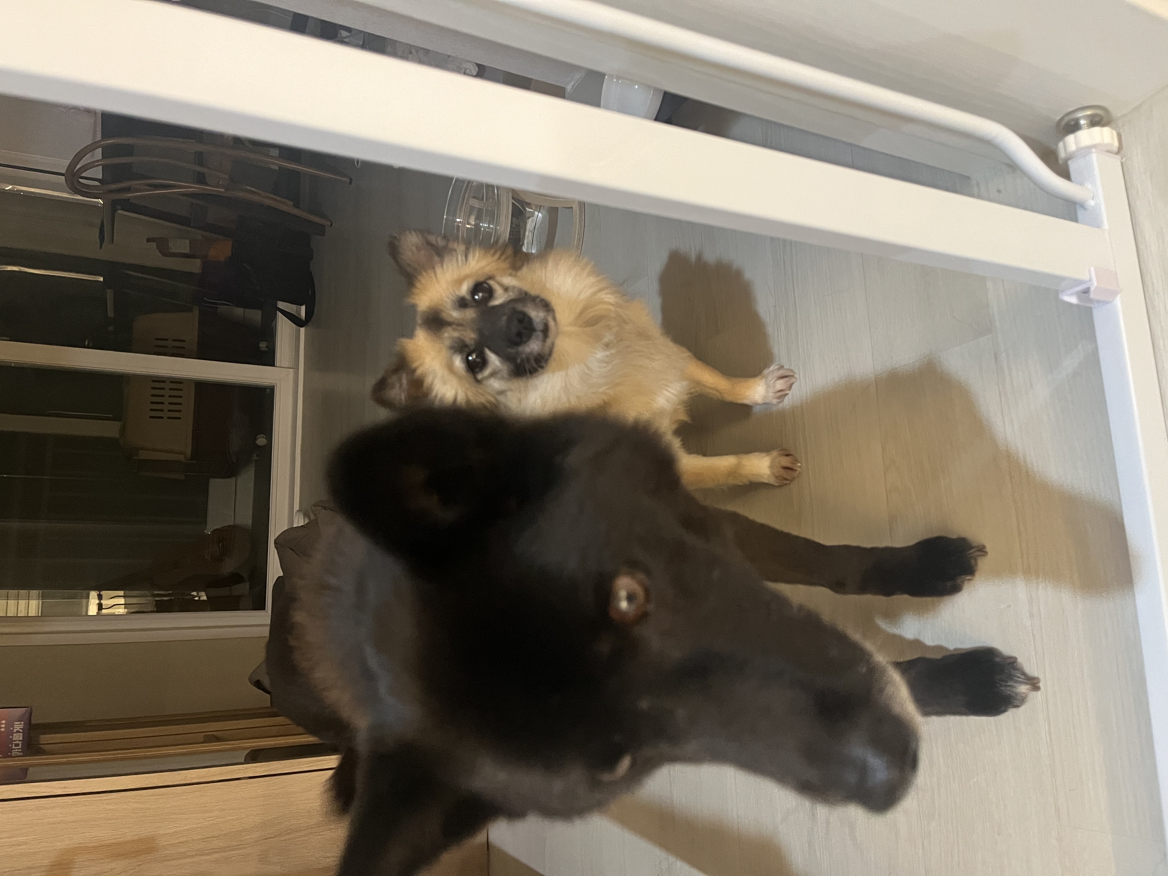 반달이이와 케일이의 집생활