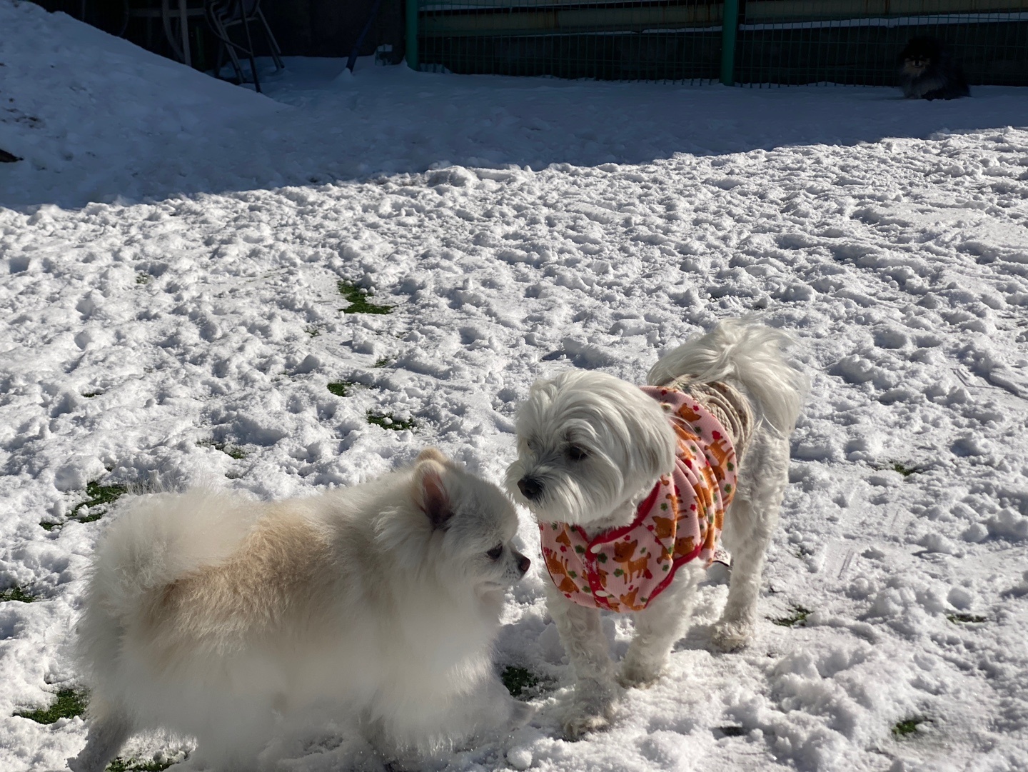 햇밤이와의 우리 세가족 이야기