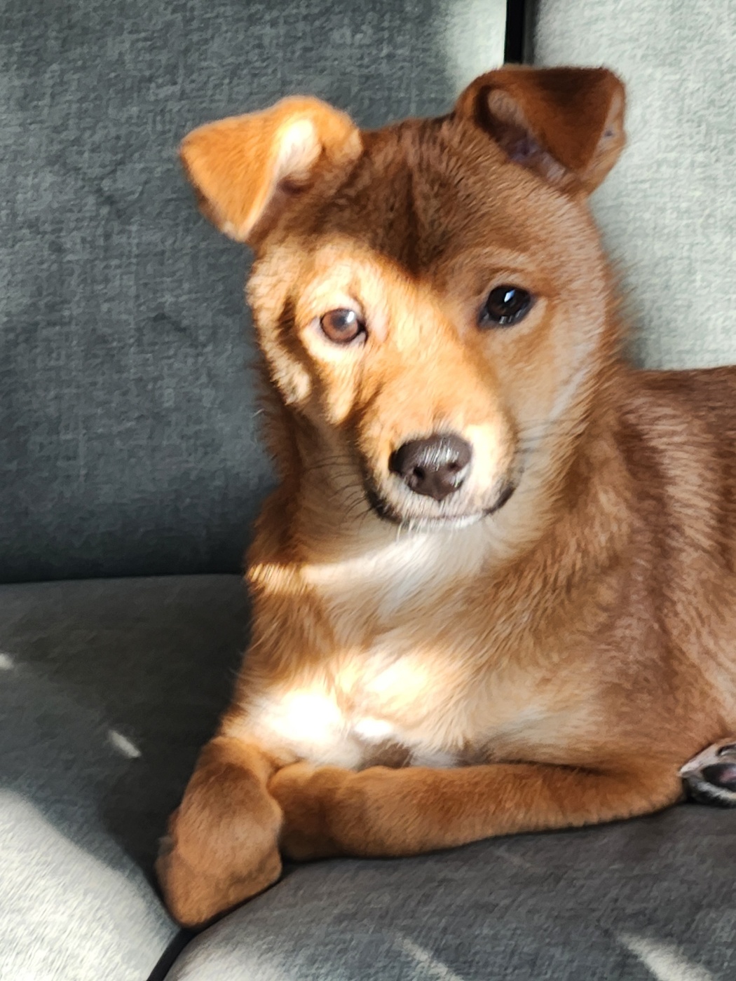 5개월차 입양후기 (구 더더 현 여명)