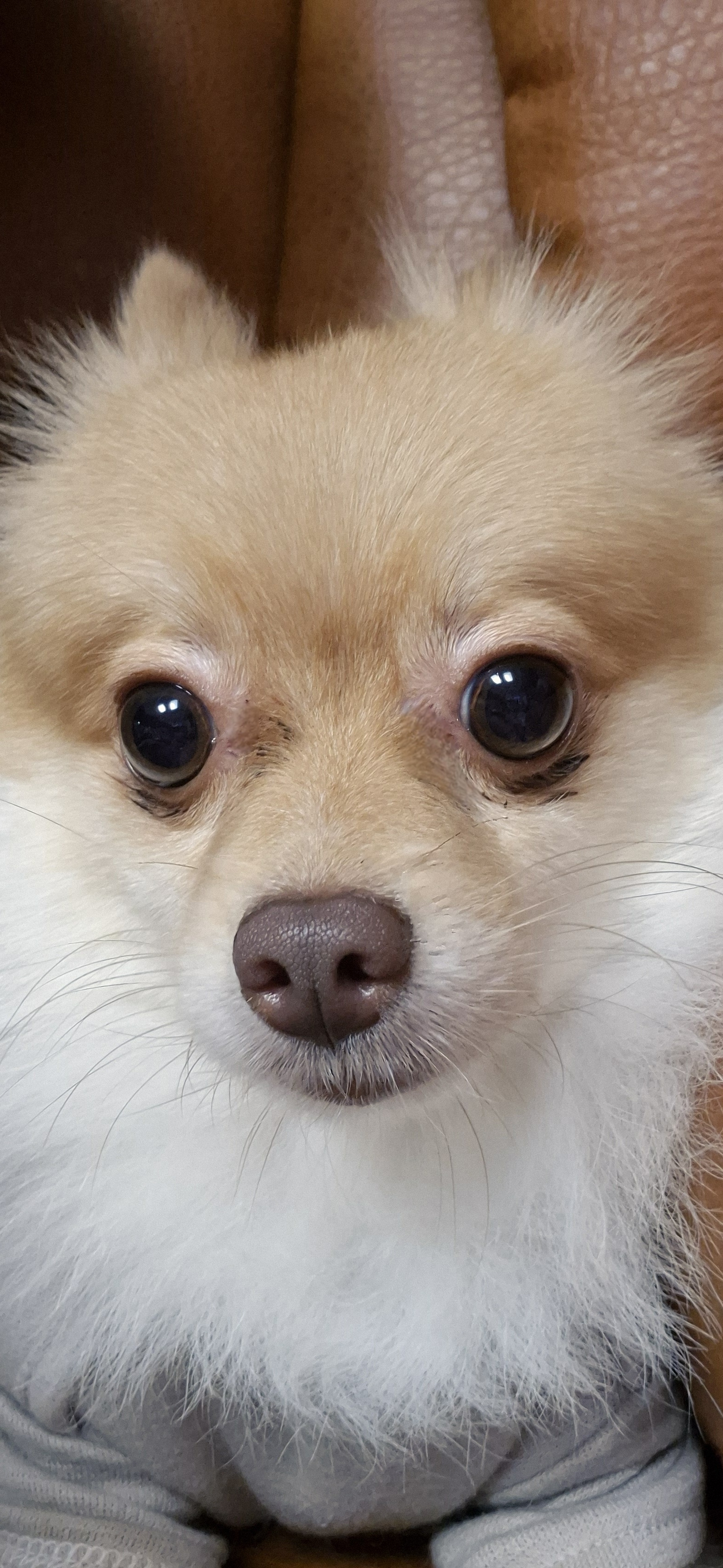 애니(여우) 입양 세 달 차