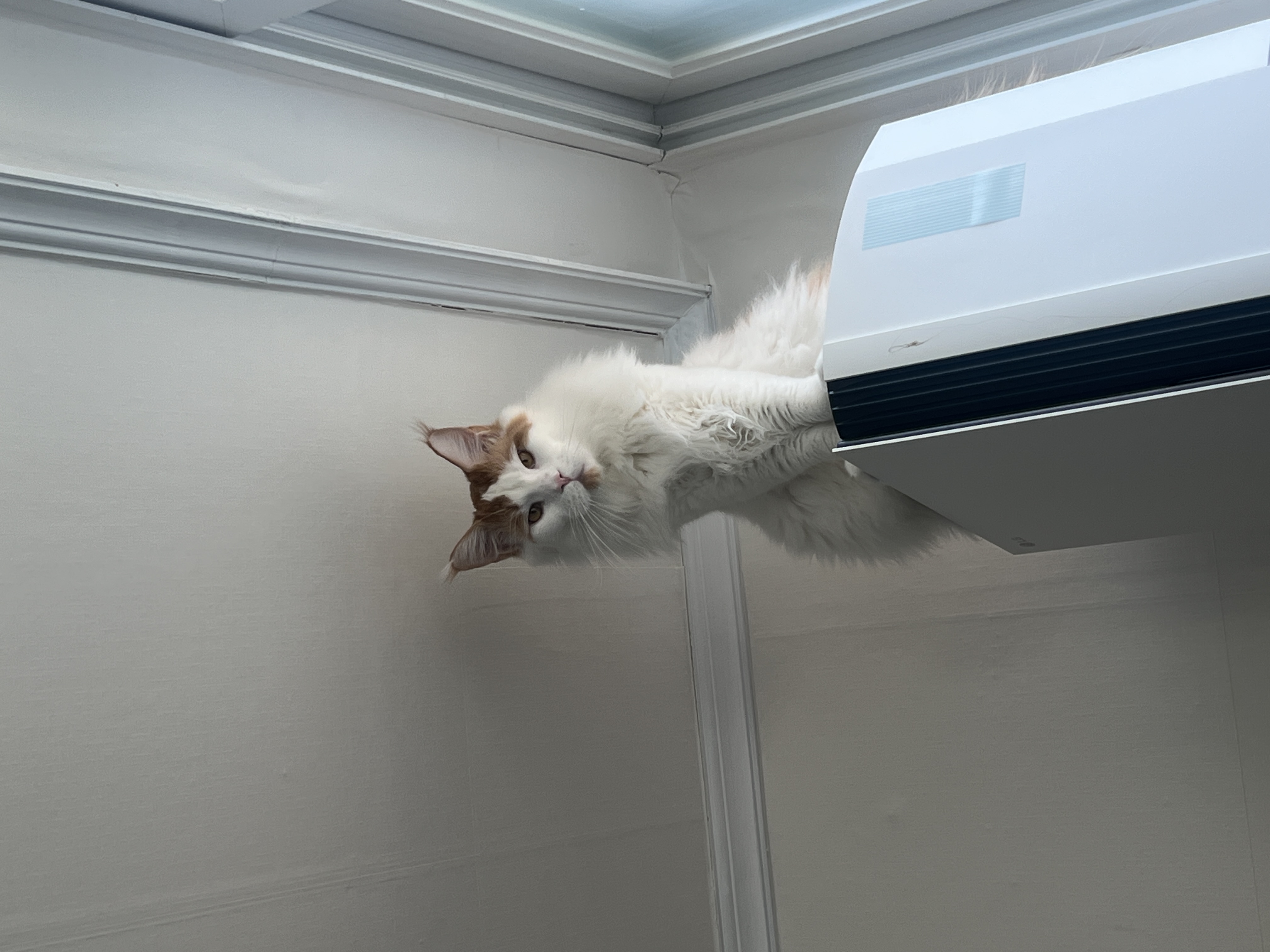 조케타(테리) 2년차 입양후기