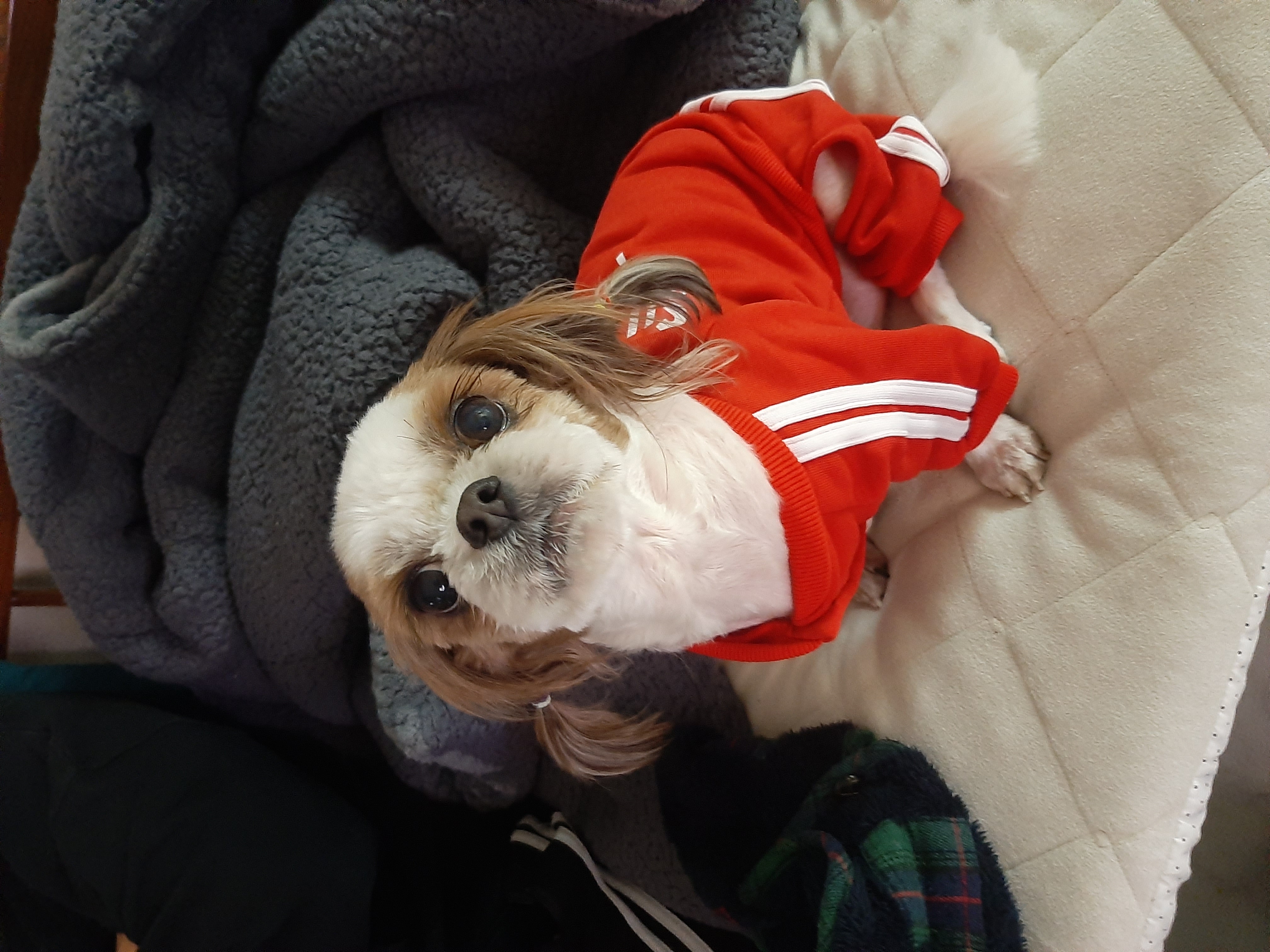 뽀야 예쁘게 잘 살고있어요