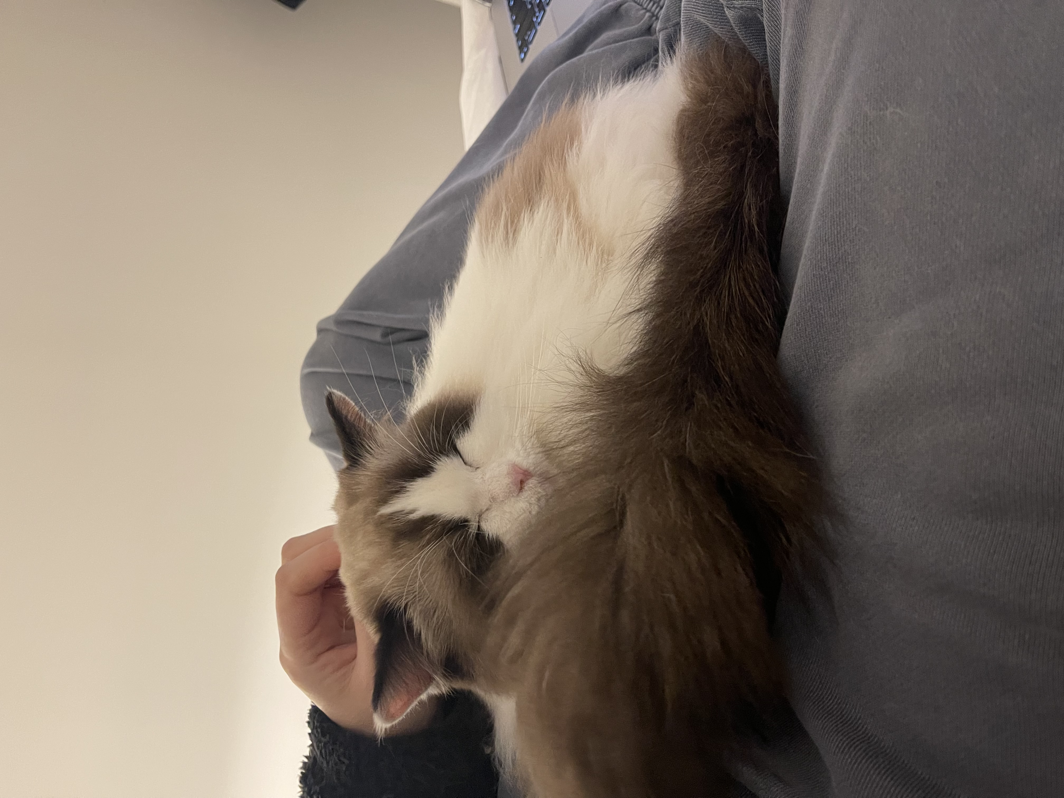 사프론 입양후기 3개월차