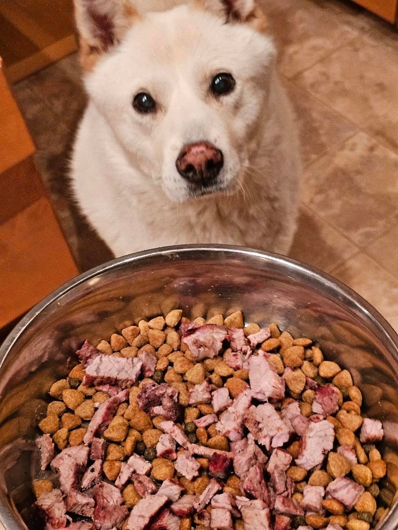 [해외입양] 캐나다 밴쿠버에서 전해온 '왕구' 소식💌