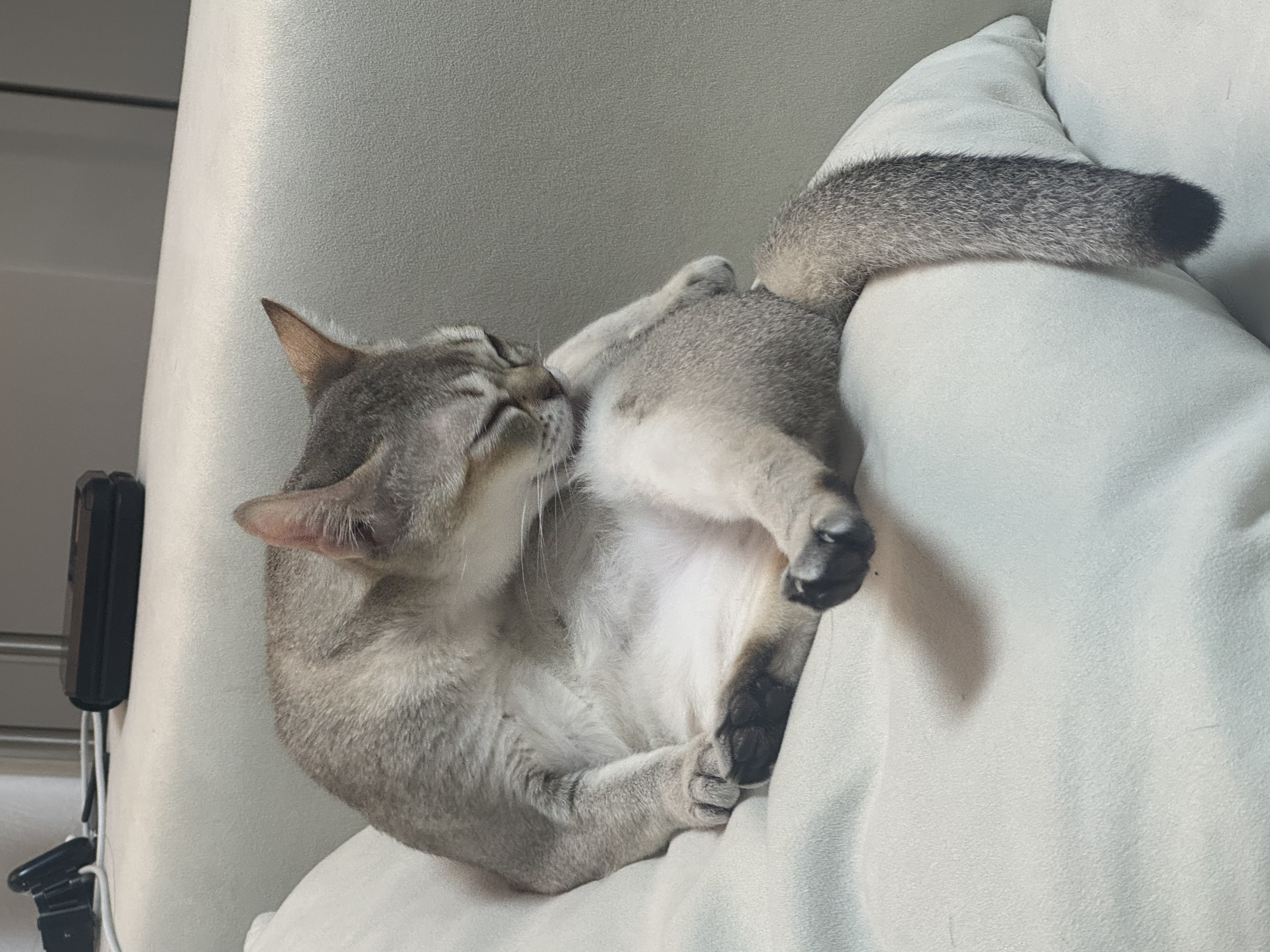 보리(순이) 입양 3개월 차 후기 !