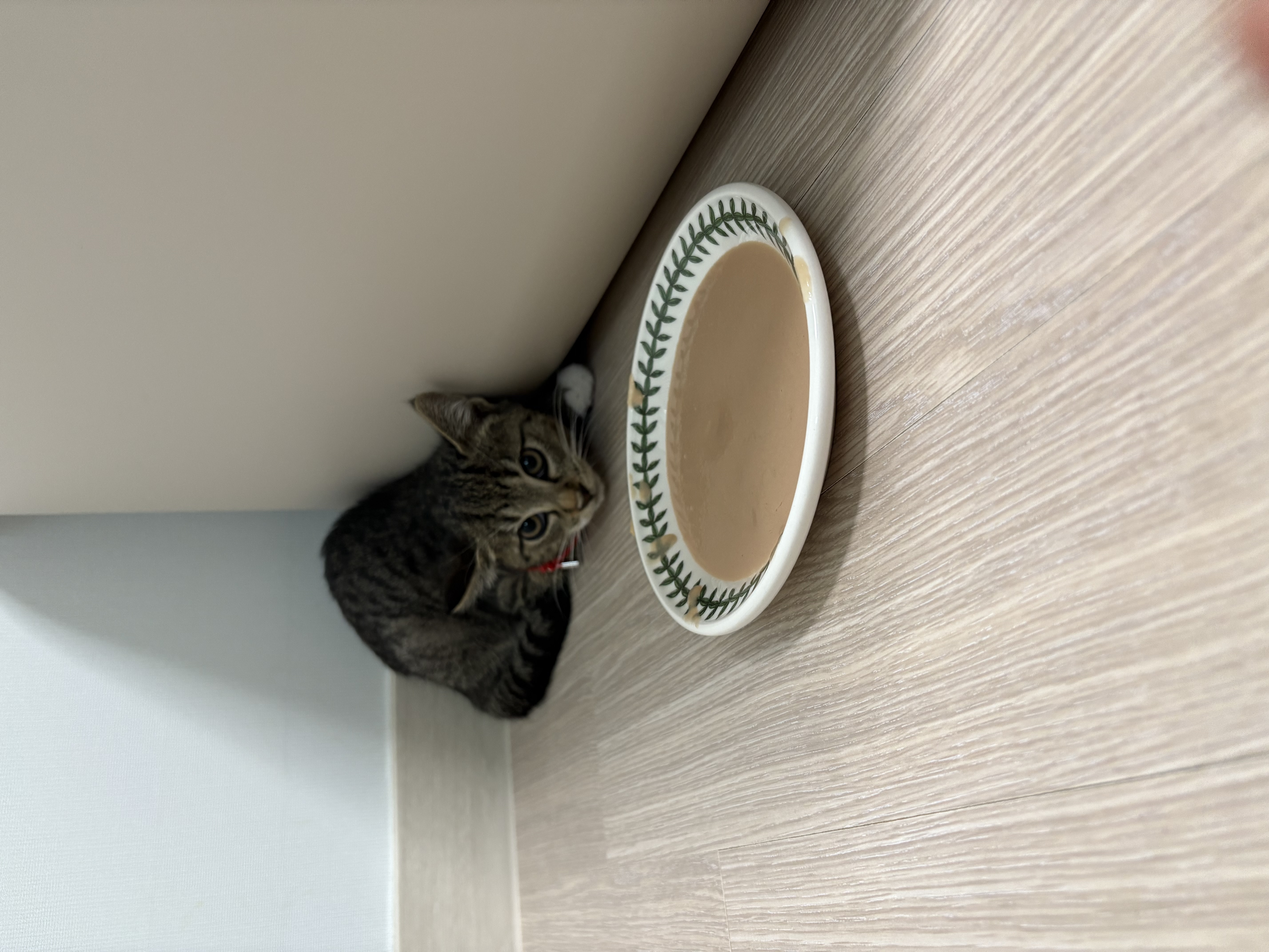 구 애옹 현 하리 입양 일주일차 후기